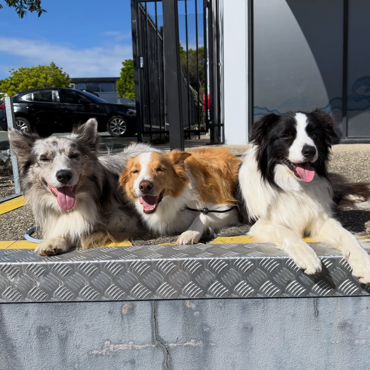 @shortiebiggie_ and the boys 🤍 #bordercollies
#redbordercollie #merlebordercollie #greyslate #bordercollielovers