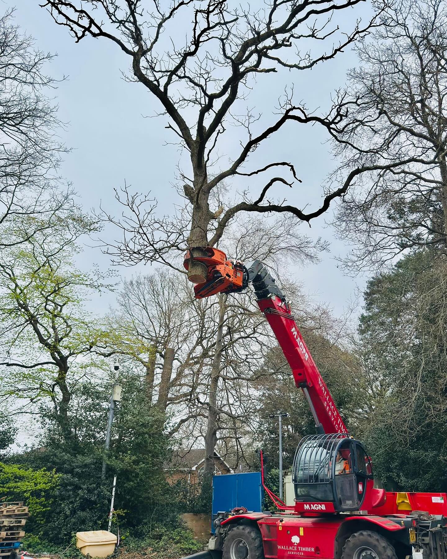 A productive Saturday morning helping with the mechanical dismantling and removal of two condemned oak trees for Stumpman Tree Surgery Ltd 🌳💪
Hard to believe it’s five years since we last visited Simon at the college with our grapple saw truck, back for more tree safety work. Happy Easter everyone ! 🐣🌿
Please feel free to contact us for any mechanised Arb/ forestry assistance:
01428727799
07775834129
Info@wallacetimber.co.uk
#wallacetimberservices #mechanicaltreedismantlingcompany #grapplesawtruckcompany #mechanisedarb #ashdieback #timberlorry #oak #magni #westtech #woodcrackercs750 #man #treedismantle #contracthire #arboristsofinstagram #uk