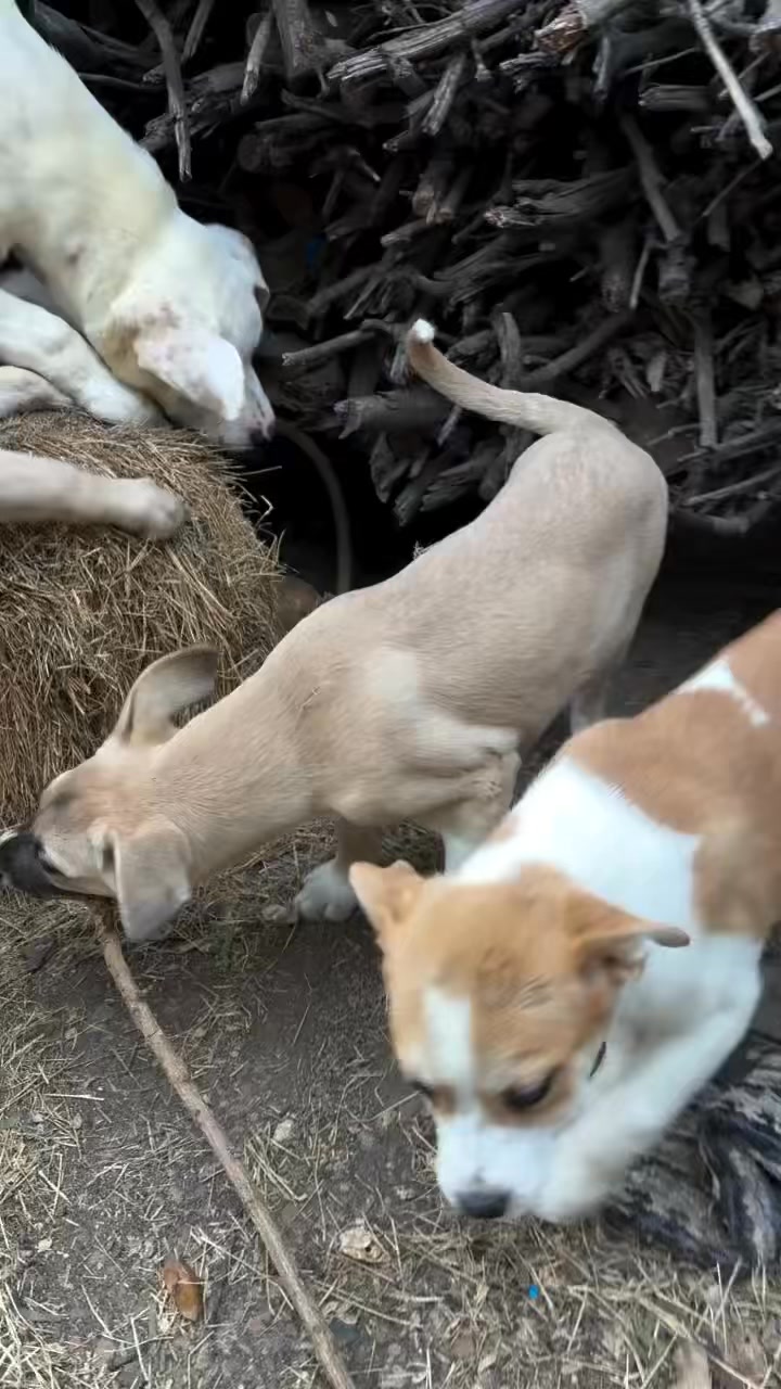 Get @reshare_app • @mroberson26 It just a happy mess of puppies over here. The trailblazers are playing now! They spent about two weeks learning that they were safe and cared for and now they get to just be puppies! And of course, Neil, Ares, Poppy and Grover are hanging out doing puppy things. Come and get this cute, smart, well behaved (relatively) little snookums. They are all available for adoption at @codysfriendsrescue
#whatisevenhappening #adoptable #playdate #afternoonsunshine #controlledchaos