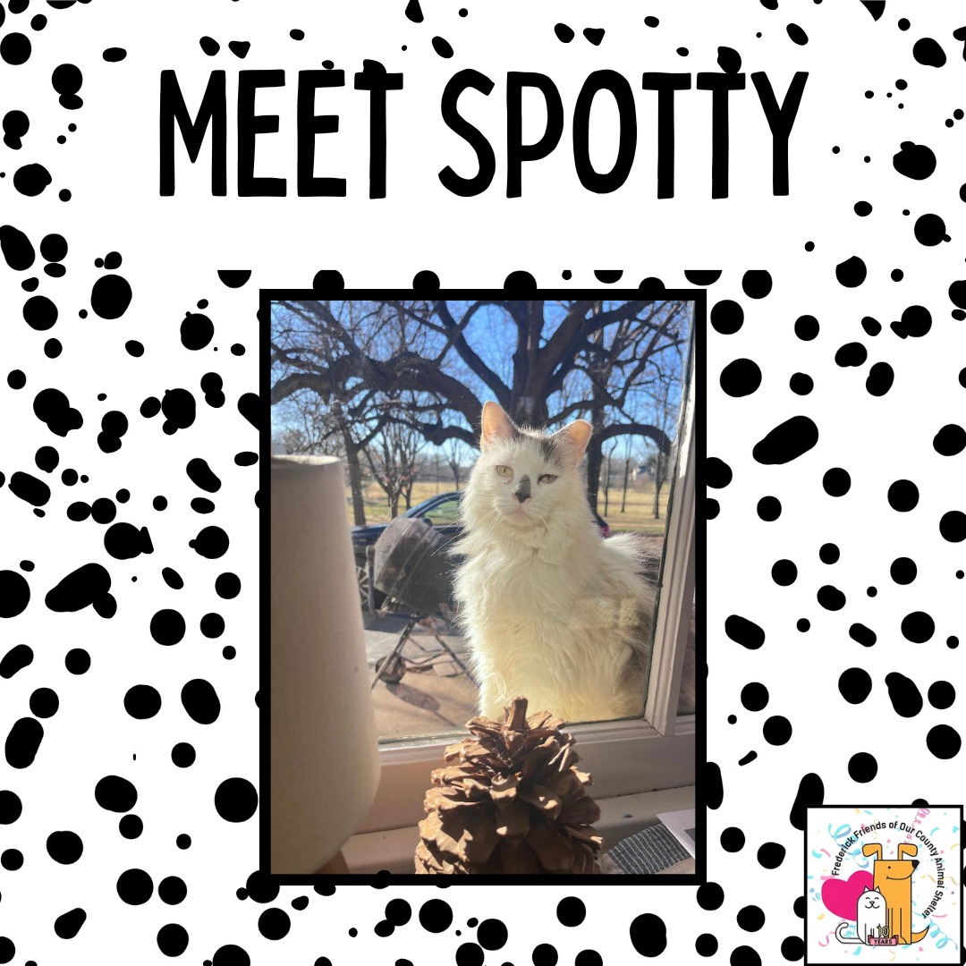 Check out your new best friend this Monday, Spotty! She needs a forever home and a good brushing!
More information can be found at the links!
Here is her post on adoptapet:
https://www.adoptapet.com/pet/47170120-frederick-maryland-cat
Here's the link to her video:
https://youtube.com/shorts/WPPIOiAYsQQ?feature=share
#adopt #spotty #meetyournewbestfriend #monday #happymonday #catpeople #catmonday #petsarefamily #caseofthemondays #caseofthespots #catlovers #sheltercats #fostercats