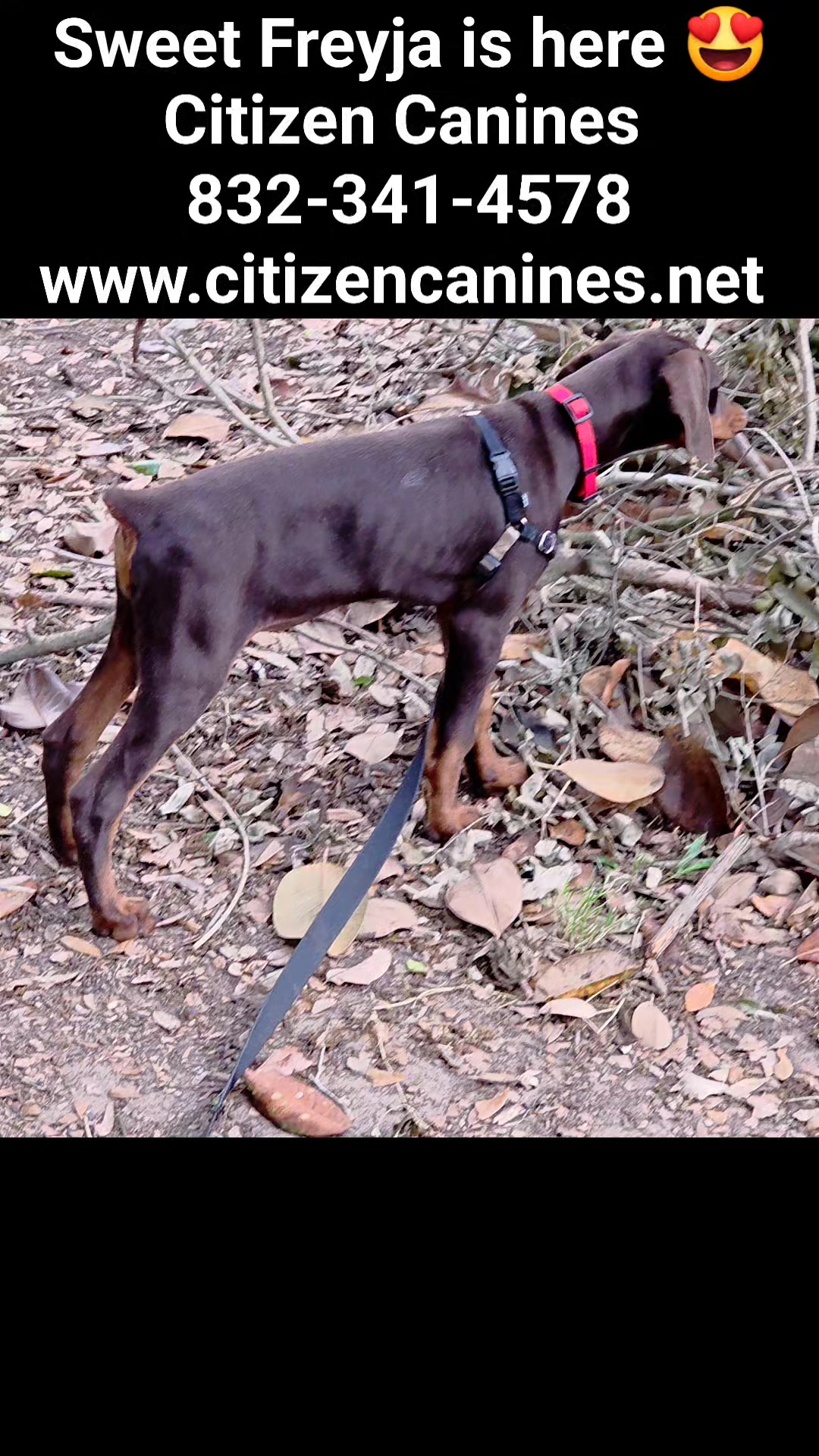 Puppies are new to everything.
If something startles them let them know it's ok by being close by and limiting exposure to new things.
Citizen Canines can help with aclimating your new dog or puppy to your home and neighborhood. #dogpulling #dogobedience #doglovers #dogtrainer