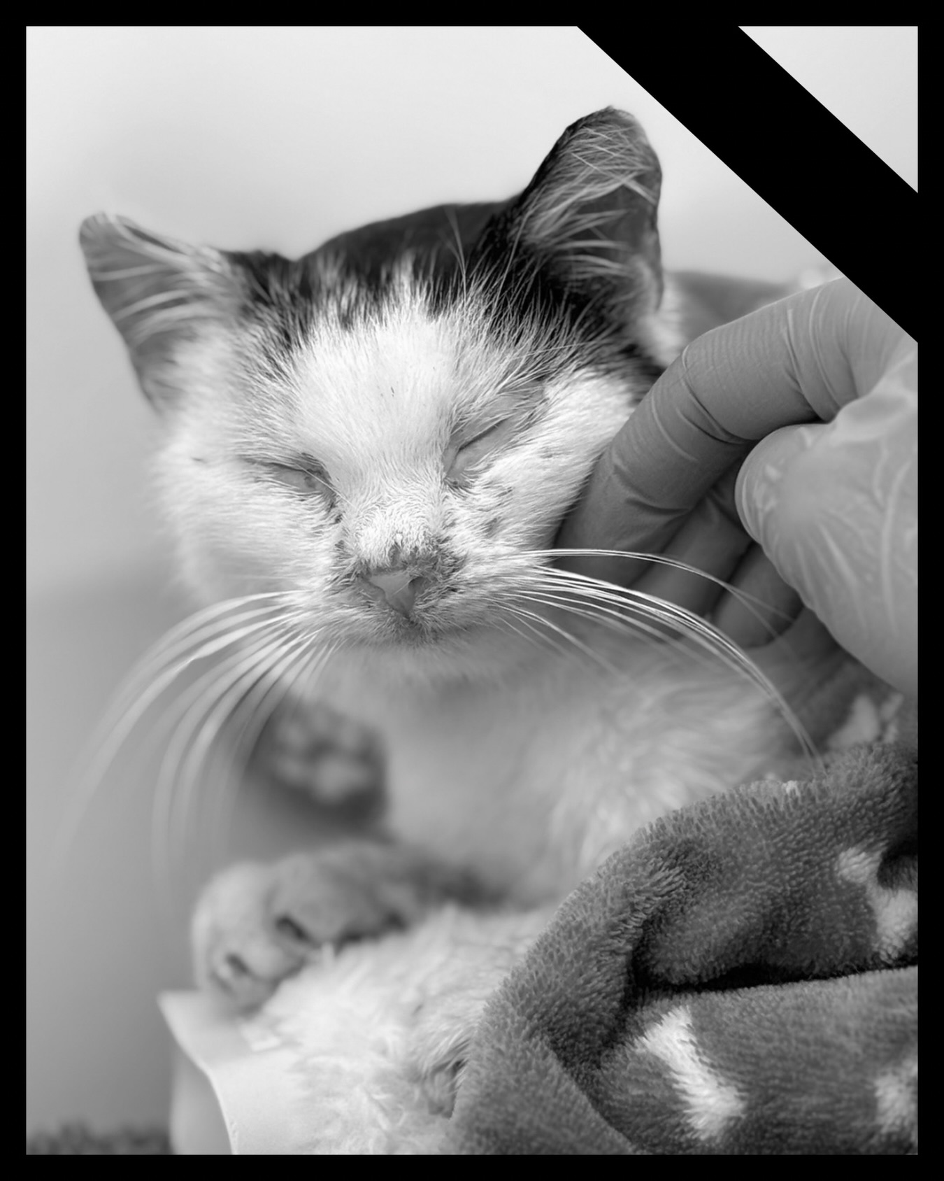 Dnes pro vás bohužel nemáme dobré zprávy, a to ani zdaleka. I když se ve Šklíbě snažíme dělat zázraky na počkání, někdy nás krutá realita dožene a my musíme udělat to nejtěžší rozhodnutí. 🥀
Takto to bohužel dopadlo i u maličké Esperanzy. Byla to neskutečná bojovnice, která ale dostala od života ty nejhorší karty už na startu. Její tělíčko po dlouhém hladovění už prostě nemělo z čeho brát. Bojovala opravdu do poslední chvíle, ale už na ní bylo vidět jak je tím bojem ztrápená. Nechtěli jsme ji nechat dál trpět, a tak jsme ji v klidu nechali odejít.
Tato rozhodnutí jsou nesmírně těžká, a i přestože víme, že to bylo správné, vždycky nás to hluboce zasáhne. Může nás hřát myšlenka, že jsme udělali vše, co bylo v našich silách, ale kousek našich srdcí odešel za duhový most spolu s ní.
Esperanza ale už nemrzne zevnitř, už ji nebolí prázdný žaludek a už není tím „odpadem“, který někdo jen tak hodil přes plot. Odešla milovaná, se jménem, které znamená Naděje, a v teple náruče.
Děkujeme vám všem, že jste jí tu naději dávali spolu s námi. Díky vám dostala šanci a poznala, co je to láska. I přes krátkou dobu, kterou jsme spolu strávili, zůstane už navždy v našich srdcích a nikdy na ni nezapomeneme. 🖤
Terka a celý tým Šklíby