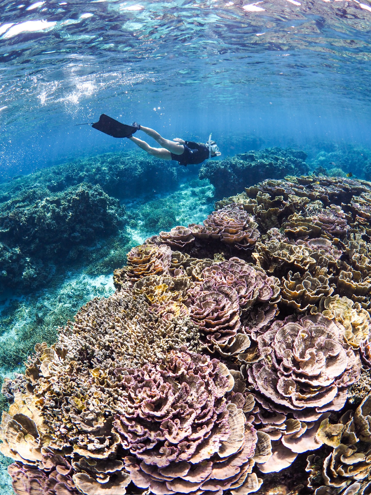 #学割キャンペーン
🌸💎🌸💎🌸💎🌸💎🌸
2026/3/16〜学割キャンペーンSTART✨
この機会にぜひお問い合わせお待ちしております🪸
.
期間▶︎2026/3/16〜4/30
料金▶︎全ツアー1,000円OFF
対象▶︎ツアー当日に学生であること。
ご予約の際に学生であることをお伝えください。
※団体の方は学生の人数分のみ割引となります。
🌸💎🌸💎🌸💎🌸💎🌸
.
#海をもっと好きになれるツアー
🧜♂️メインガイド🧜♂️
@wallys_gallery
💎全ツアー1組貸切制💎
💎動画、写真データは全てプレゼント🎁💎
💎ロングフィン、器材全てレンタル無料🆓✨💎
💎初心者🔰でも大歓迎!ガイド歴10年以上💎
🫧━━━━ Skindiving ━━━━🫧
所要時間▶︎2時間
料金▶︎8,000円(1人参加の方は+2,500円)
🐚経験者の方はロングフィンの貸出も無料🆓
🐚スキルアップ重視の内容も可能👌
🫧━━━━ Schnorchel ━━━━🫧
所要時間▶︎2時間
料金▶︎6,500円〜(1人参加の方は+2,500円)
🐚泳げない方も安心してご参加下さい☺︎
🫧━━━ Skindiving license ━━━🫧
所要時間▶︎3.5時間
料金▶︎ 18,000円+ライセンス発行料5,500円
(1人参加の場合は+5,000円)
🐚条件クリアでPADIのライセンスカードが即日発行可能👌
🫧━━━━ Umi Photo ━━━━🫧
所要時間▶︎2時間
料金▶︎ 13,000円(1人参加の方は+2,500円)
🐚全撮影データ&レタッチ写真5枚プレゼント🎁
🐚衣装持ち込みなどご相談下さい🙆🏽♂️
【ご予約方法】
🐚InstagramのDM
🐚公式LINE 🆔▶︎ @ufj0961i (@から入力)
🐚リンク🔗のホームページ
ご予約状況はハイライトをご確認下さい。
【ぷくぷく】
2018年営業START🐠
全ツアービーチエントリー🏖️にて
エコ🌏&安心安全🦺をモットーに
ご案内しております。
海をもっと好きになれるツアー🐢✨
ご興味ある方はお問い合わせお待ちしております♨️
#宮古島
#宮古島スキンダイビング
#宮古島スキンダイビングライセンス