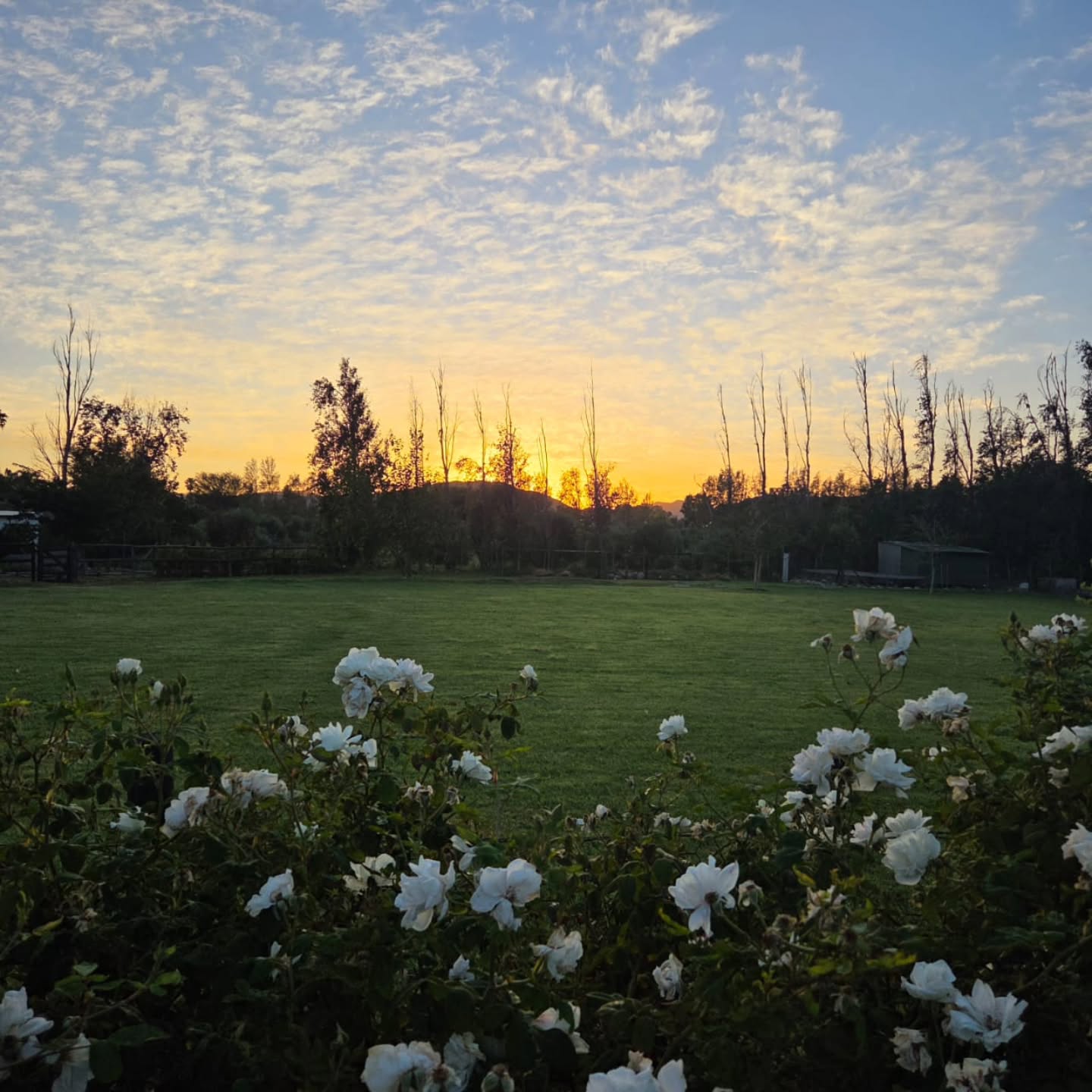 Sunrise on the farm....🥰
Simple. Peaceful. Perfect.
#KleinNektar #FarmLife #SunriseMagic #CountryLiving #SlowLiving