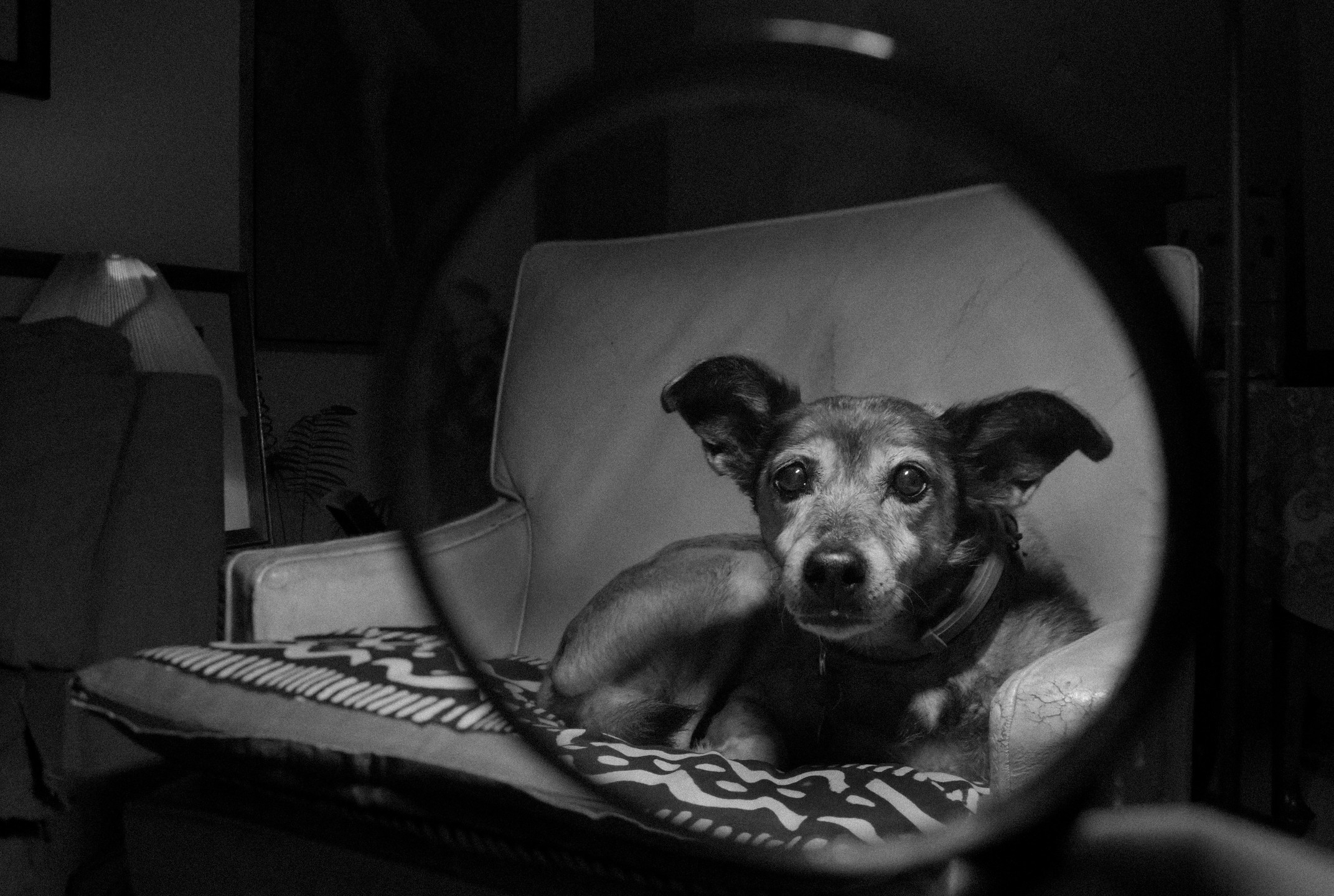 Chuleta Voorduin, una lupa y un pedazo de queso.