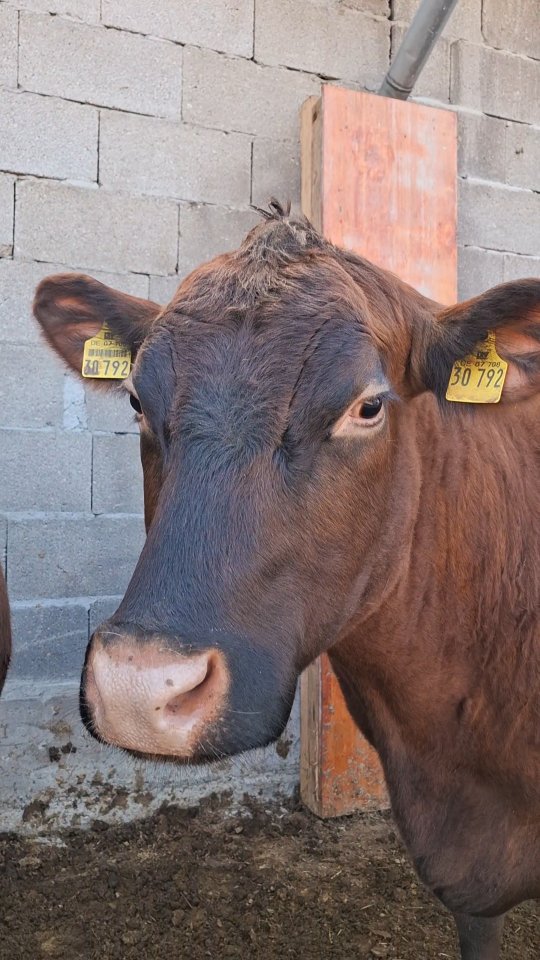 Was ist denn mit unserer Hexe los? 👀
Möchte sie uns gerade etwas sagen?
In den letzten Tagen mussten wir Hexe gar nicht suchen…
wir haben sie einfach gehört 🐄💬
Dieses tiefe, zarte Brummen – immer wieder, immer lauter.
Wenn wir es übersetzen müssten, würde sie wahrscheinlich sagen:
„Hallo? Ist da jemand? Ich bin bereit!“ 😅
oder "lass mich dein Bulle sein!"
Denn: Unsere Hexe ist stierisch.
Das bedeutet, ihre Hormone spielen verrückt und sie sucht aktiv nach einem Bullen.
In dieser Zeit sind Kühe oft unruhiger, rufen häufiger und zeigen deutlich:
👉 Ich bin paarungsbereit.
Ein ganz natürlicher Teil ihres Verhaltens –
aber jedes Tier zeigt es auf seine eigene Art.
Und Hexe?
Die erzählt es einfach allen 😄
Hast du so ein Brummen schon mal gehört?
Oder wusstest du, was dahinter steckt? 👇
🍀
#hofmomente #tierliebe
#Hexe #hormone #brummbär