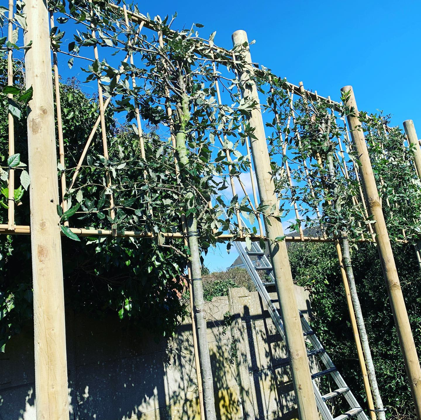 Leibomen “steeneik”