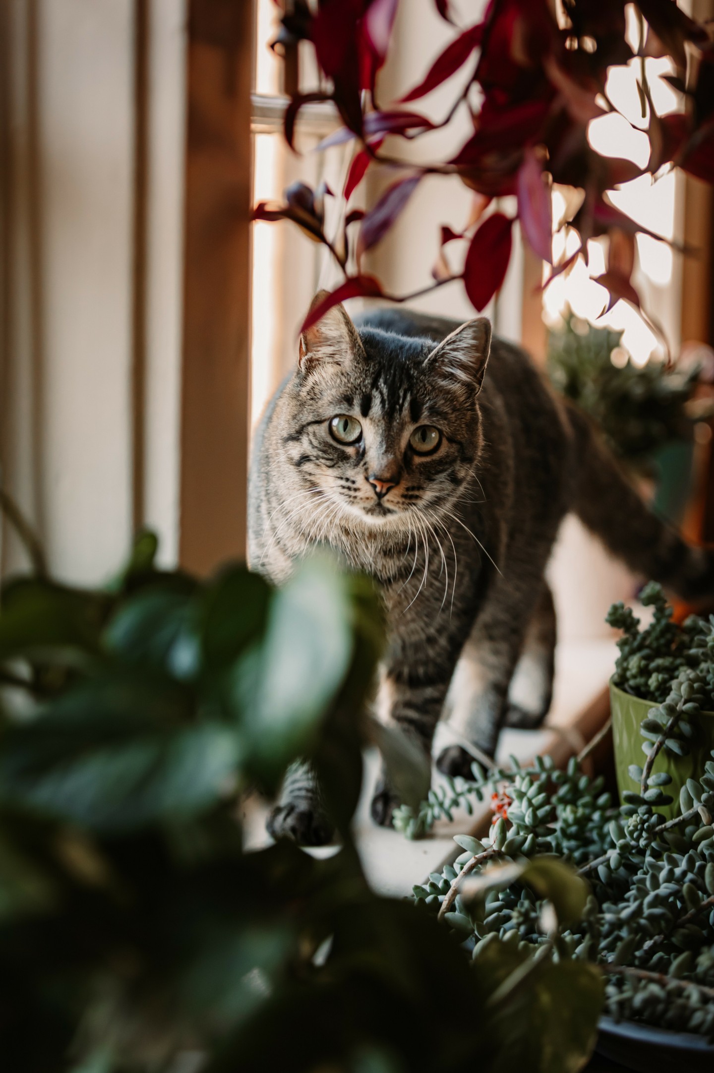 Micro Home Minis are back only for April & May! 🌿
I’m opening something a little different for April & May… and honestly, it’s one of my favorite ways to photograph families.
These sessions are about slowing down and capturing your real life—the moments that don’t usually make it into photos, but mean everything.
Not perfectly posed.
Not forced smiles.
Just your family:
✨ making pancakes
✨ playing in the backyard
✨ cuddled up on the couch
✨ the beautiful, everyday chaos
The kind of moments you’ll wish you could hold onto forever.
—
🌿 45 minute storytelling session
🌿 In your home or a meaningful outdoor location
🌿 April & May dates only
🌿 Limited availability
Because one day, these little moments won’t feel so little.
If this speaks to you, send me a message with “HOME” and I’ll send over booking details 🤍