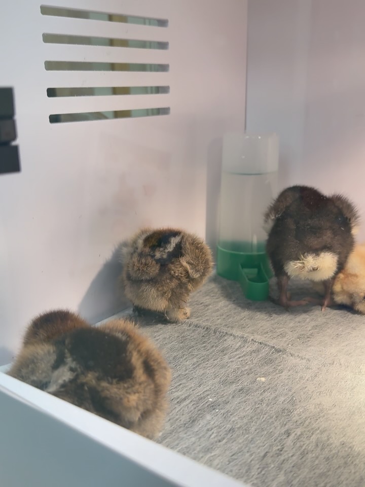 What a surprise! 🐣✨ A couple of baby chicks have hatched from their shells!
Our children are so happy watching them explore their new world. A beautiful reminder of spring—new life, growth, and fresh beginnings. 🌱💛
Thank you to Ms. Emily and our Room 1 teachers for supporting this toddler class activity—so special to see it finally happen! 🐥✨