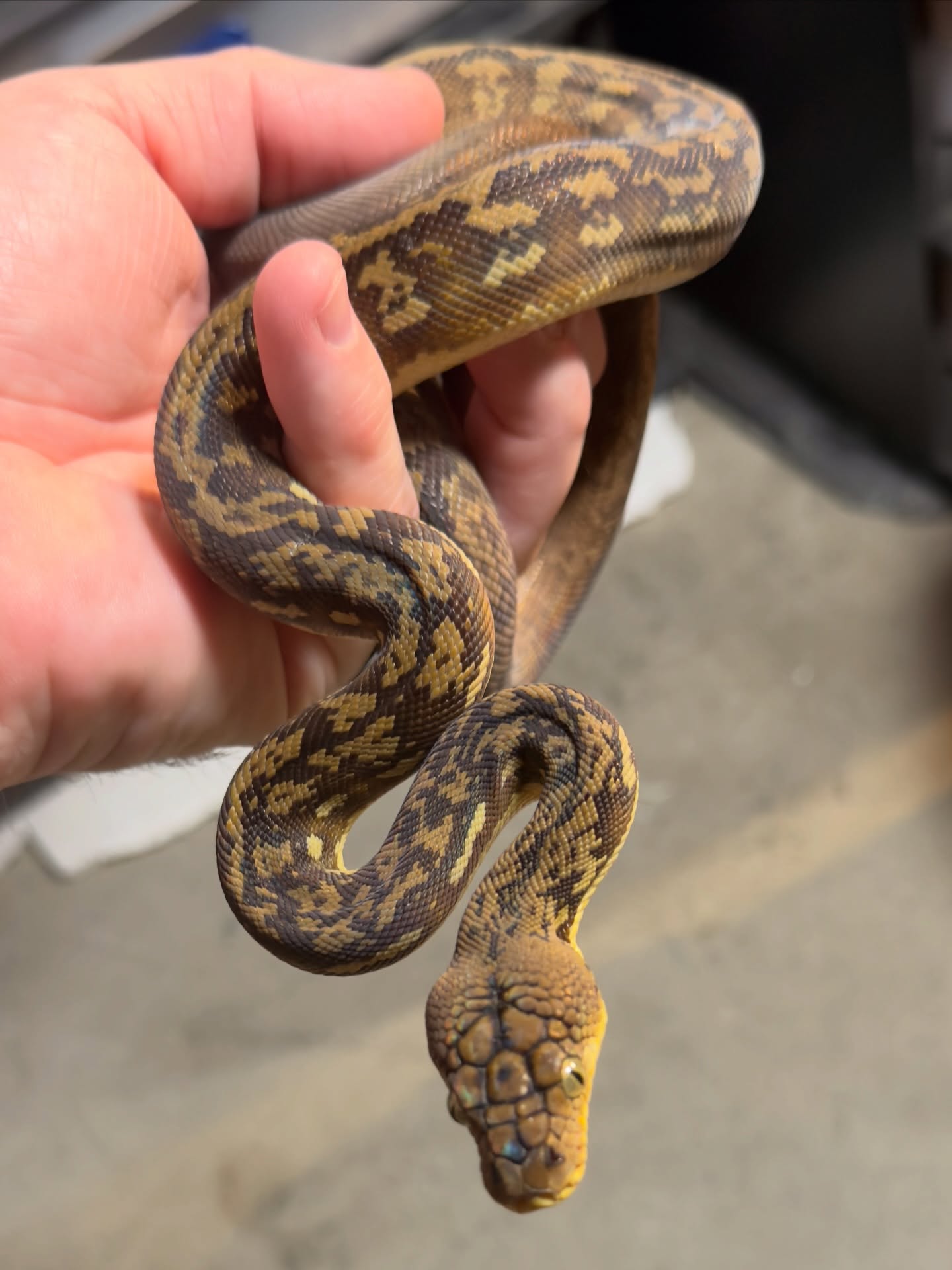 The colors on Timors are amazing! I love the yellows!