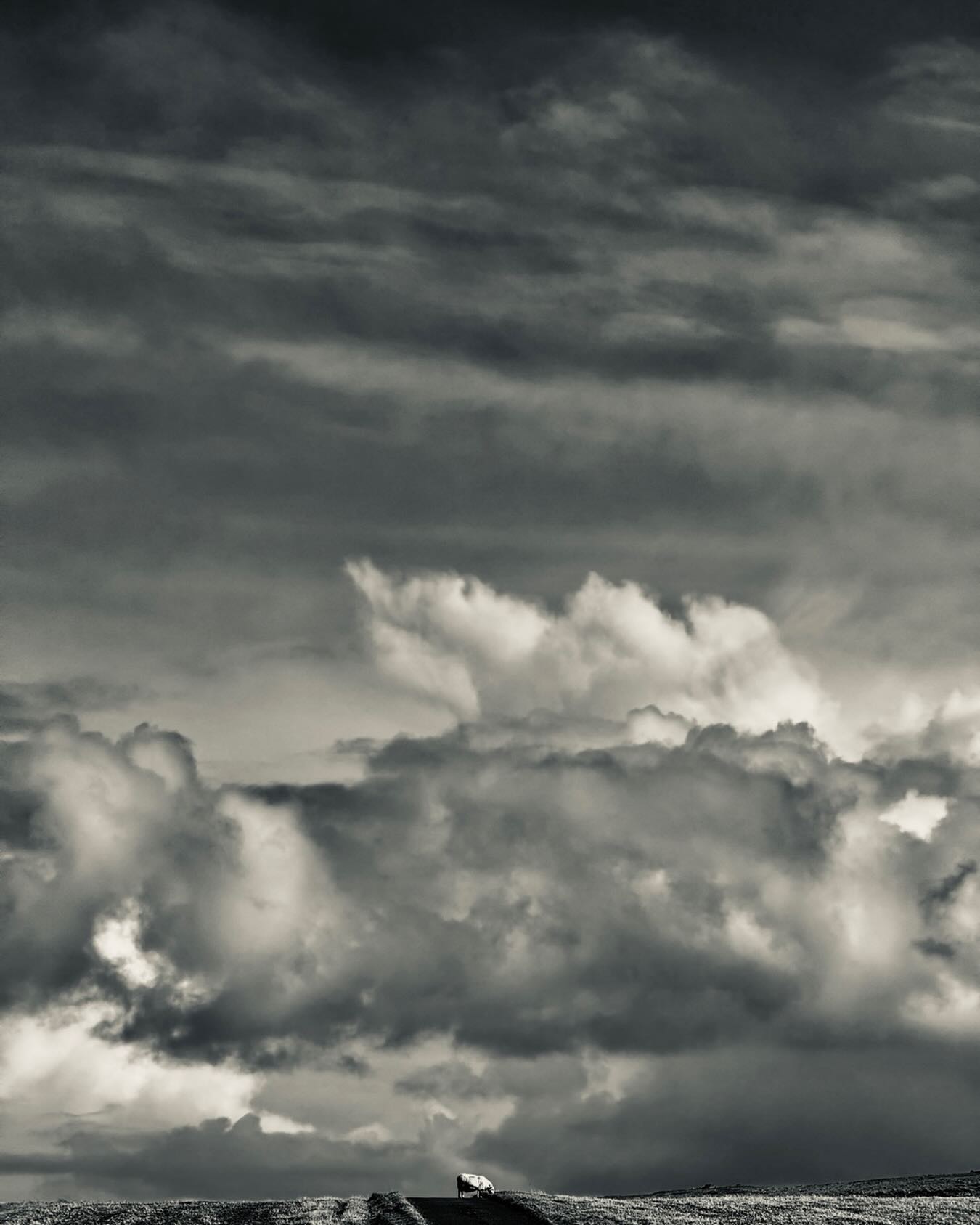 #sheepofinstagram #sheep #berneray #outerhebrides