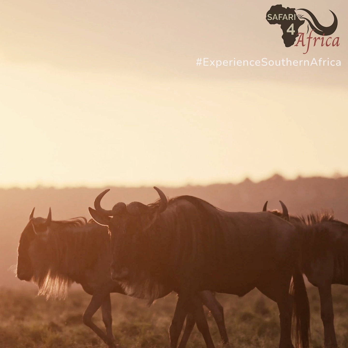 Welcome to Safari4Africa — Curating extraordinary luxury escapes across Southern Africa, crafted for travellers who seek elegance in every adventure.
#Safari4Africa #Safari
#LuxuryTravel #LuxurySafari #BespokeTravel #ExclusiveTravel
#SafariExperience #AfricanSafari #WildlifeTravel
#SouthernAfrica #ExploreAfrica #AfricaTravel #VisitAfrica #SafariAfrica
#LuxuryLodge #SafariLodge #LuxuryCamp #FiveStarTravel
#InstaTravel #TravelInspiration #LuxuryEscapes
#krugernationalpark
#southafrica
#namibia
#botswana
#zimbabwe