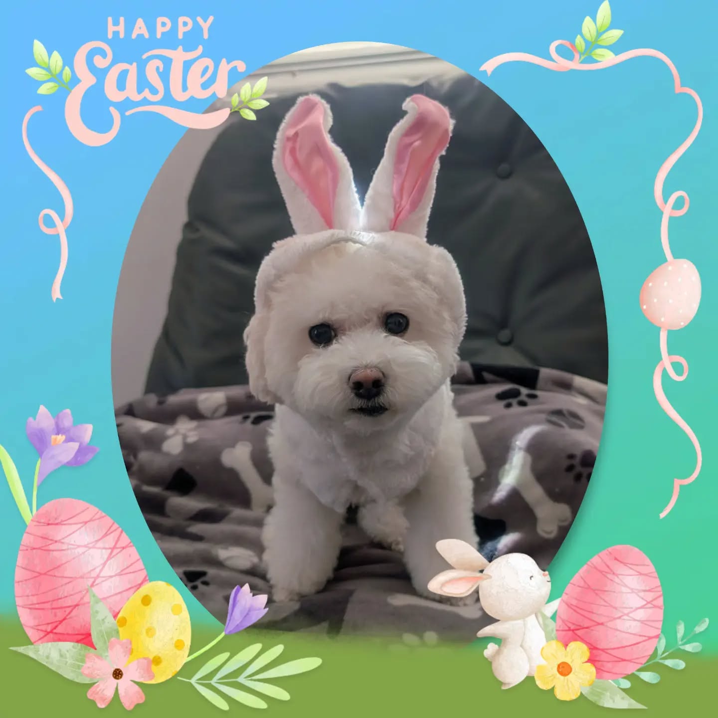 Happy Easter! 🐰 🐣
Pictured is Tinkerbell