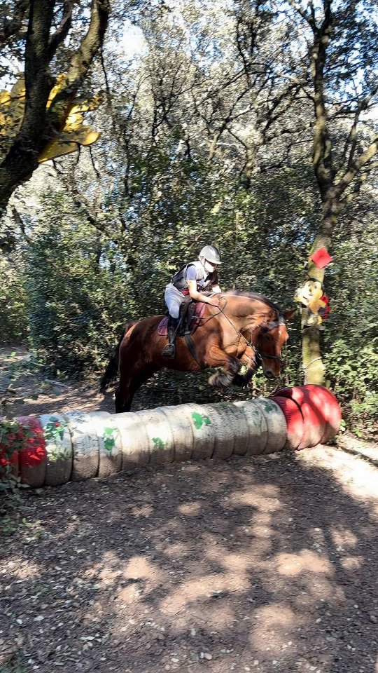 Hier, Argan et @celine_bly1 étaient engagés sur la Club 2 CCE aux Écuries de la Croix d'Or 🐎
Un domaine magnifique et une super organisation pour cette journée de concours.
C’était une première pour ce couple sur cette épreuve.
Ils ont commencé par le dressage avec une belle reprise notée à 68,33 %, très prometteuse pour une première ensemble ✨
S’en est suivi le cross. Après une bonne détente, le départ sur le tour a laissé apparaître un petit manque d’expérience dès les premiers obstacles, puis une erreur de parcours sur le n°4 qui se termine par une élimination, ne leur permettant pas de prendre le départ du CSO l’après-midi.
Mais la journée ne s’est pas arrêtée là : nous avons pu retourner sur le cross en fin d’épreuves pour terminer le tour. Avec quelques conseils, une cavalière devenue plus guerrière qui finit par sauter tous les obstacles sans difficulté 💪
Au final, une belle journée ensoleillée qui se termine certes par une élimination, mais avec beaucoup de positif pour ce duo qui continue d’évoluer et de prendre de l’expérience pour que les prochains concours se passent encore mieux.
Merci à Argan, toujours fidèle à lui-même et exceptionnel, et bravo à Céline pour sa persévérance et d’y avoir cru jusqu’au bout 🤍
Parce qu’au fond, c’est ça l’équitation : on essaie, on se trompe, on réessaie… et on finit par réussir.
Et c’est bien là tout le mérite de notre si beau sport 🐎✨