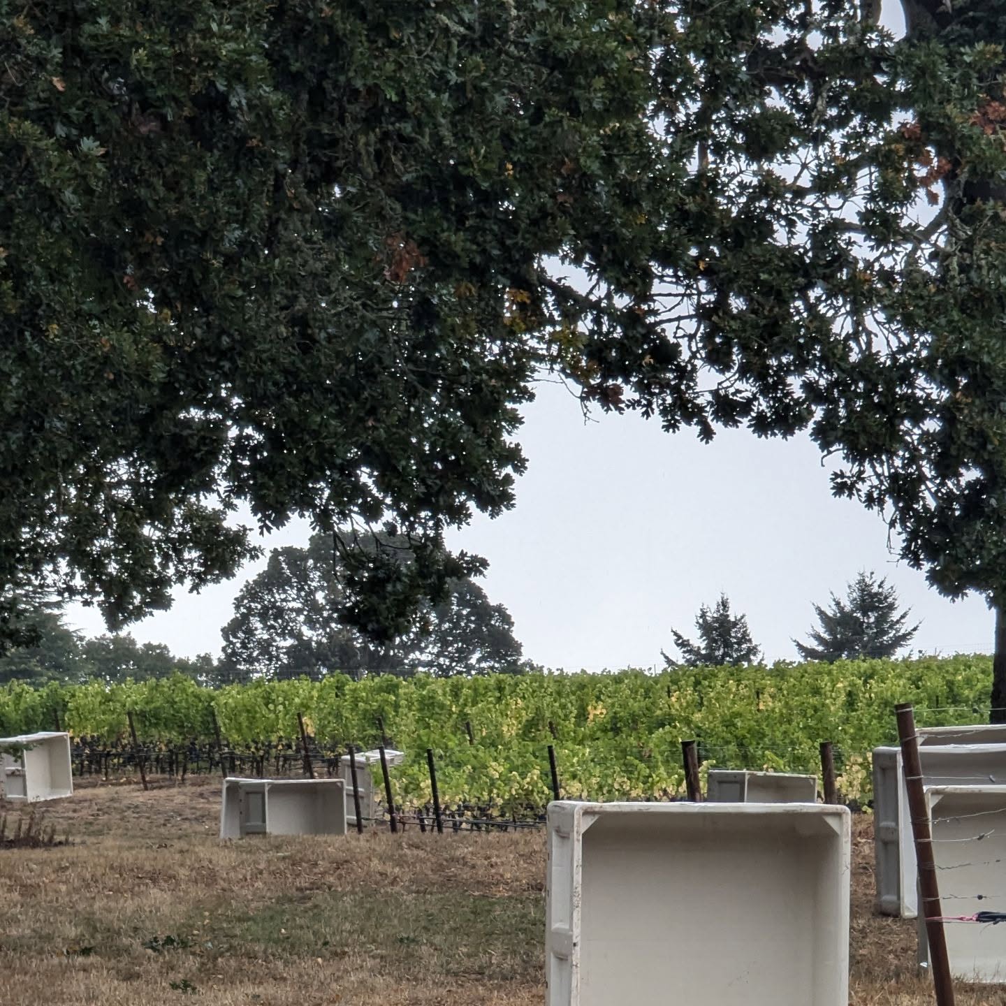 Afternoon preparations for tomorrow's pick.