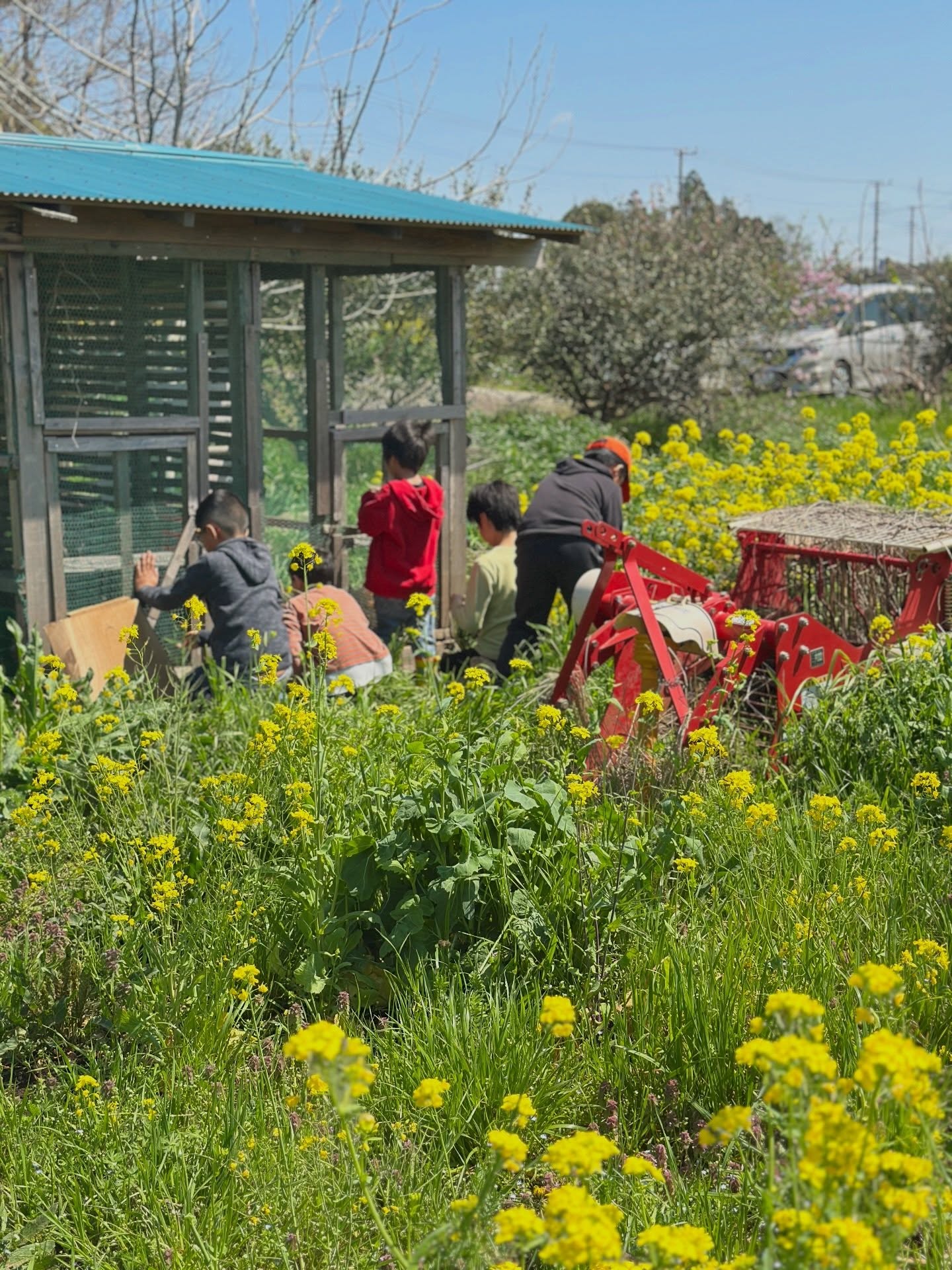「違っていても、それもいいね〜♪」
本日は障がいがある人もない人も
いっしょに楽しむ1日💞
/
FUN(楽しさ)+ inclusion(インクルージョン)で
#FUNclusion(ファンクルージョン)デー
\
カザグルマでは毎日がFUNclusionデー🌈
障がいがある子も
不登校の子も
複雑な家庭背景がある子も
地域の子も
おじいちゃんおばあちゃんも
大きな犬(モロ)ちゃんも
ちょっと通りがかった猫ちゃんも
畑で出会う子羊ちゃんも
とにかくごちゃまぜ
日々インクルージョンです。
綺麗に言えばそうですが、
実際
“それもいいね〜♪”で済む日ばっかりでもありません😂
ズレたり
パニックになったり
怒ったり
泣いたり
たまにカオスな時もあります🙂↕️
でも、
このカオスの中でしか起きないミラクルだらけです。
学校ではずっと荒くれ者の問題児とされてる子が
動物やお年寄りにはとっても優しい一面が見れたり、
人と関わるのが苦手な子が
驚きの創作力を発揮して皆から驚かれて尊敬されてたり、
最初は「ちゃんとしなきゃ」で笑顔の少なかった子が
ここではゆる(すぎ)い時間に癒されて笑えてたり
これって同じグループの人たちだけ集めても起きない現象なんじゃないかなと思います。
「違う」事って、
めちゃくちゃ「豊か」な事だなぁと感じます。
前はそんな違うグループ同士が
理解し合えたら、認め合えたら最高!
と思ってました。
が、最近は徐々に
分かり合えないまま、
理解し合えないまま、
一緒にいたっていいもんな、とひしと思うのです。
それで、なんか普通に笑ってる。ミラクルが起きてる。
はぁ、これでいいんだな、と思うのです。
そのくらいが、
ちょうどいいのかもしれませんね。
と、いうか、
人間ってたぶん
そのくらい雑な乗り物なんじゃないか、と
完璧に理解し合う機能とか
最初からついてないんじゃないかしら、と
最近そう思っていて、
そりゃそうですよね。
自分と環境も基準も違う他人が全てを理解し合う。それが何人もいるなんて不可能です。
なのに、
「分かり合え!」と世の中に無茶ぶりされている様に感じます。
だからもう、私たちは
分からない前提でいこう🚶
その上で、
どう一緒にいるかを考えよう🚶🚶♂️
かざぐるまは
それを毎日、
わりと泥くさくやってる場所なんだなぁと思います。(褒めてます)
インクルージョンって
ただ優しい世界のことじゃなくて
「よく分からん事もあるけど、おもしろい事もあるから一緒にいるか」
を積み重ねることなんじゃないかと思います。
そして不思議なことに
その方が、後に
笑えるんじゃないか
振り返った時に成長しているのではないか
平和って、
たぶんこういうところから
ぬるっと生まれるのではないか
と思うのです。
壮大じゃなくてよいのです。
ただ、子どもたちが
隣の人が泣いてたら、
ただ側にいたり、笑わせられたり、背中をさすれる人になって欲しいなと思います。
今日もまた、
よく分からない所もあるまま、楽しく一緒に暮らしましたとさ
めでたしめでたし
いとう