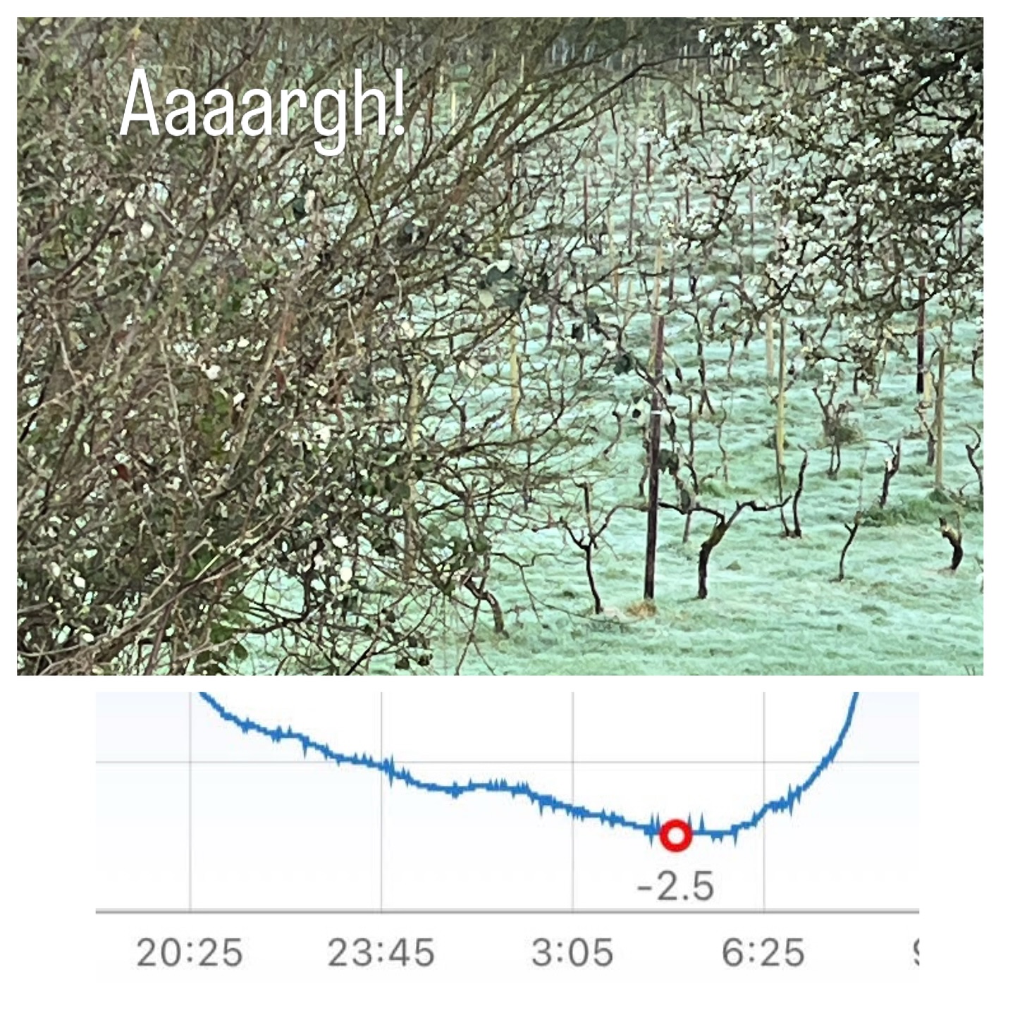 Frost! ❄️ Down to –2.5°C in the lowest corner in the small hours, on the heels of a record-early budburst.
Vines at this stage have little frost tolerance, and we’ve certainly lost some buds, though it’s too early to gauge the full extent. Hoping this spur-pruned block comes into its own down here, with later secondary buds still tucked up and ready to carry the crop.
A tense time in the vineyard—every clear night keeps you on edge. Fingers firmly crossed. 🌱
