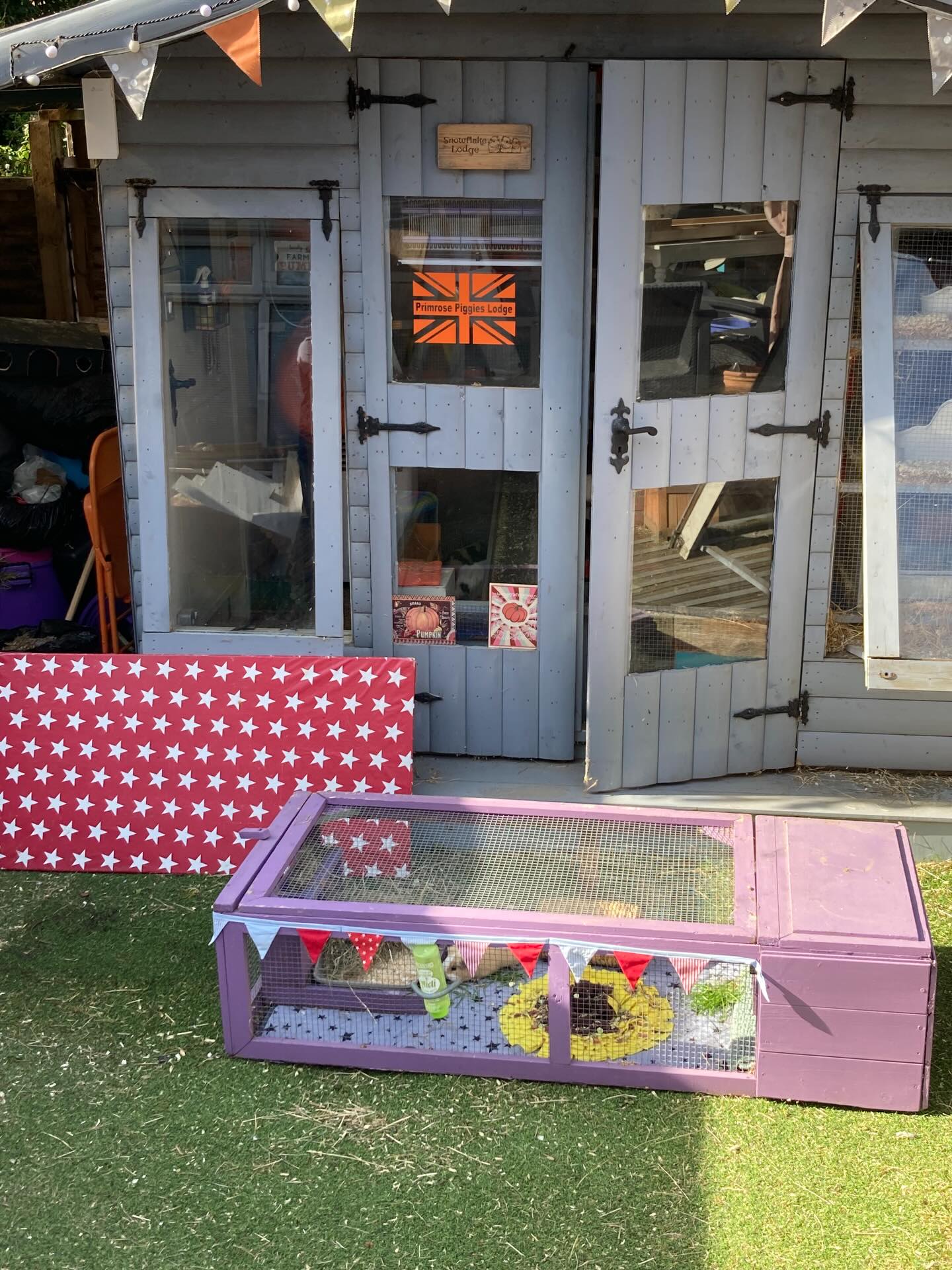 Sunshine on a bank holiday!🌼 Barry and Howie are having some outdoor time. These lads are building their confidence after a nasty experience. It’s still too cold to be out overnight though. #bankholidaymonday😎☀️ #guineapigs