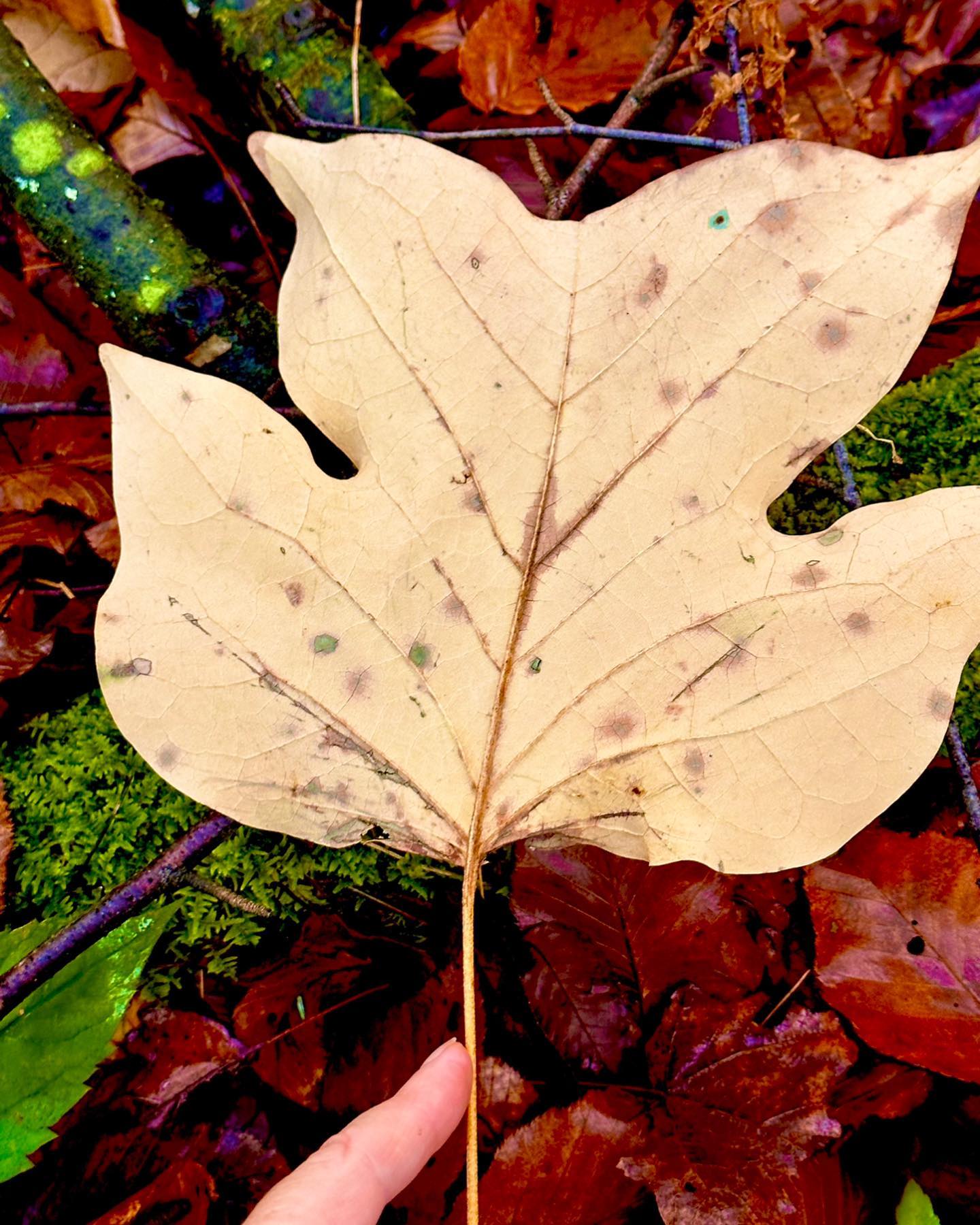 💧🍁💧This Morning💧🍁💧#autumn #hudsonvalleyny #rhinebeck #awe #enchantedforest #gratitude @rhinevalleyfarm