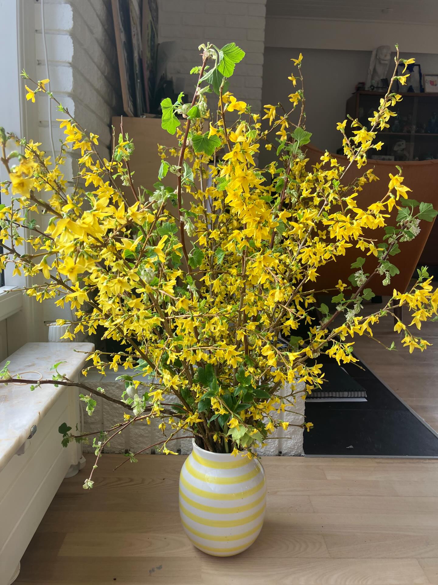 De aller-aller-sidste ranunkler blev plantet ud sidste weekend, og foråret er her - ude kan vi mærke det og inde er der også lidt påske-humør på vej. Den gode gamle forsytia er gået fra at være min hade-busk til at være lidt en klassiker 😀☀️🥳🐥