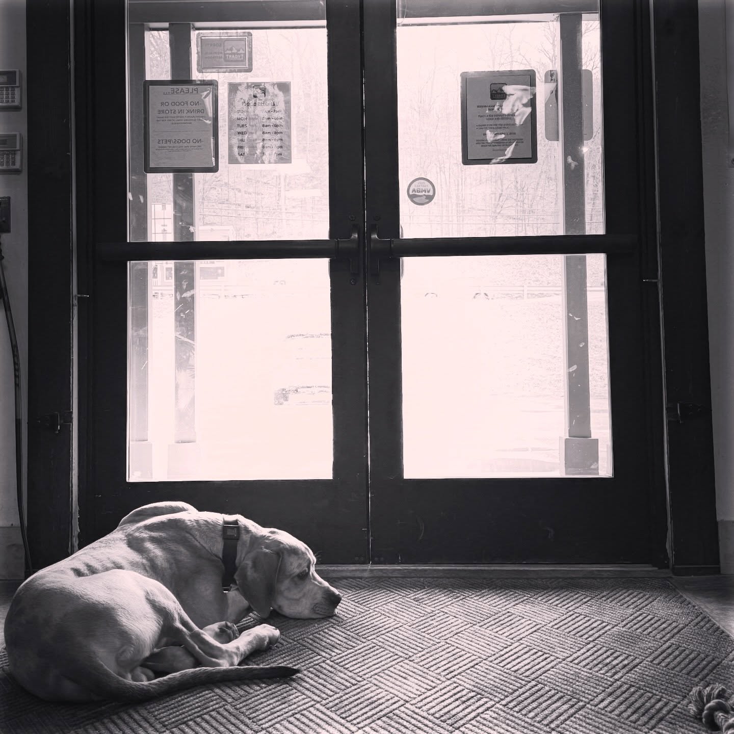 Our Seb
#shopdog #tygartmountainsports #okemo #vermont #skishoplife