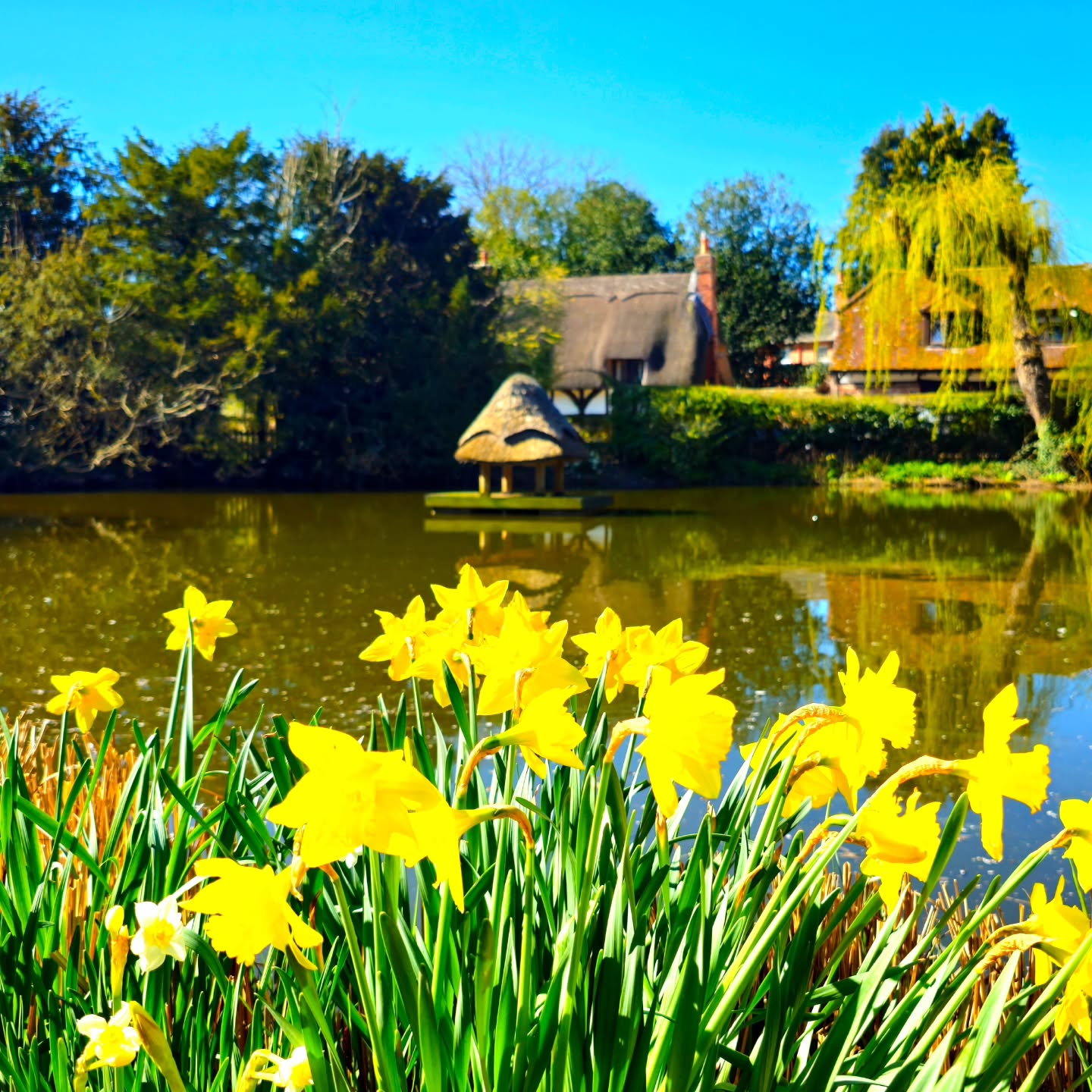 Qualche giorno fa ho visitato il delizioso villaggio di Crawley, in Hampshire.
In realtà ero partita per andare a Stockbridge, una bella cittadina nella Test Valley ma, mentre guidavo, questo piccolo gioiello mi ha colpita così tanto che… ho dovuto fermare la macchina! Come si dice, il viaggio non è una meta ma un invito a lasciarsi sorprendere.
Crawley è il tipico villaggio inglese, uno di quei luoghi che sembrano usciti da un libro illustrato. A pochi passi dalla storica Winchester, custodisce una lunga storia e una serie di cottage meravigliosi.
La prima cosa che cattura lo sguardo però è il suo grande pond: un'oasi di pace e di poesia. Le panchine che lo circondano invitano a sedersi e osservare ciò che sembra un dipinto vivente: le acque che riflettono il cielo, le anatre che si tuffano allegre e quella tranquillità assoluta che ti fa assaporare tutto più lentamente.
E così, invece di proseguire verso la mia meta iniziale, ho trascorso la giornata qui: a scattare foto, a leggere seduta di fronte al pond e a chiacchierare con un paio di residenti, che mi hanno ricordato ancora una volta quanto siano gentili gli Inglesi.
A voi, è mai capitato di cambiare rotta perché un luogo vi ha incantato all’improvviso?
#passionecampagnainglese #girovagare #sorpreseinaspettate #countrylife villagelife