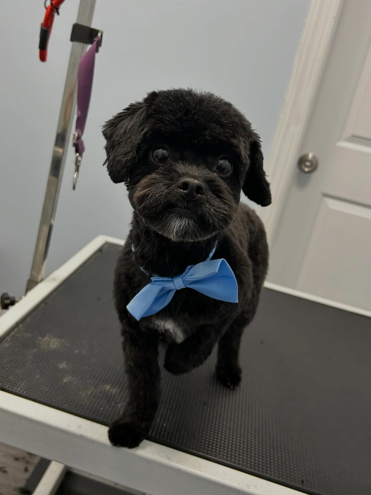 Biggie 🛁✂️.
#shihtzu #doglover #doggrooming #spaday #dogsofinstagram