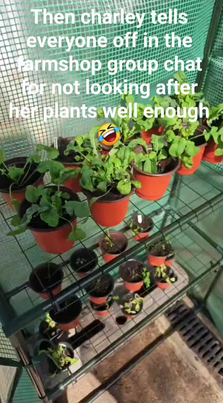 Charley get very protective of the plants she planted with the students for the farm shop 🤣 #shoplocal #shoplocalbusiness