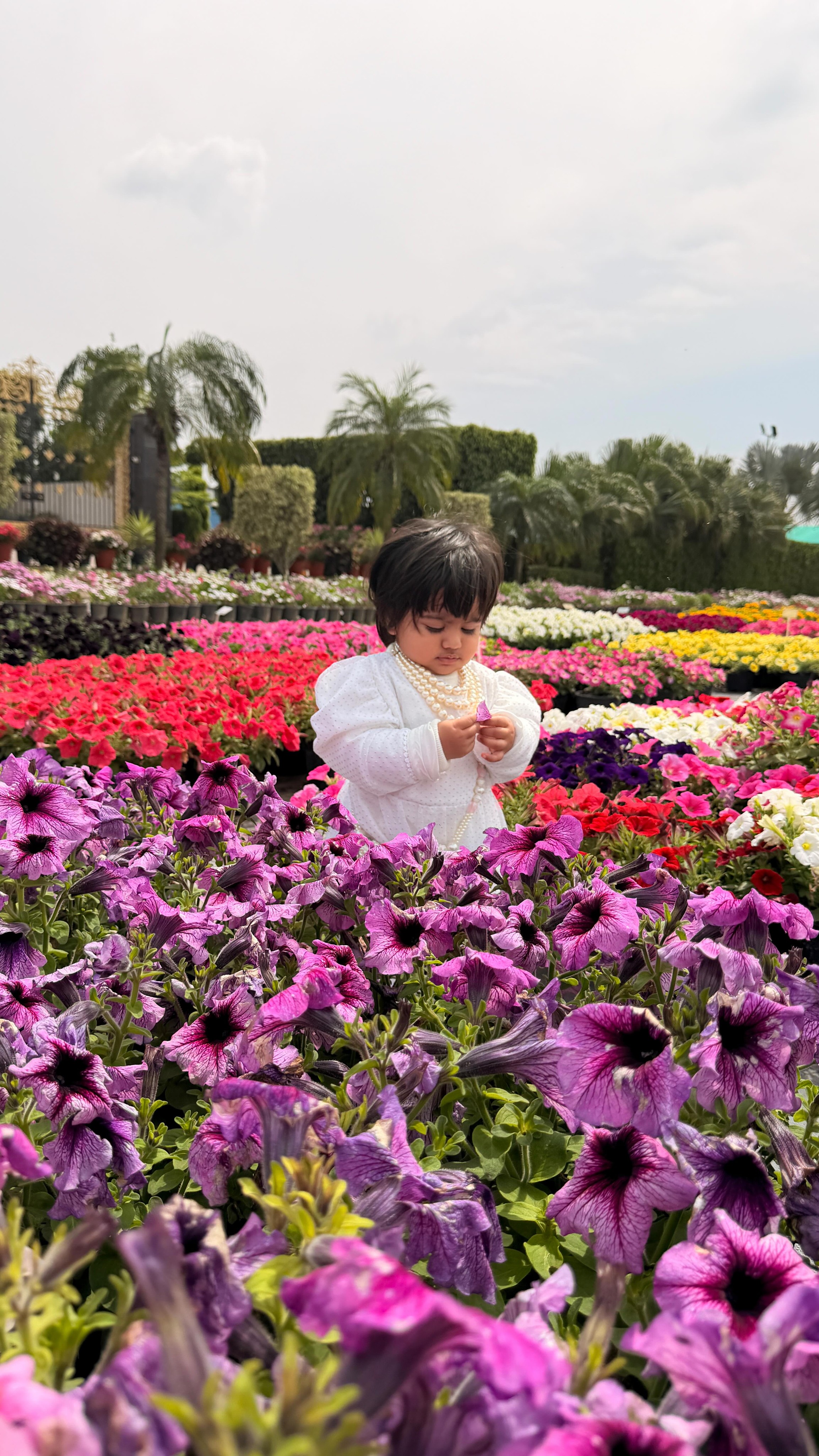 Little steps, big smiles… and a garden full of colours to grow up in 🌸
Watching Ezleen walk through these blooms feels like seeing the world through fresh eyes — everything brighter, softer, and a little more magical.
Some moments are too simple, yet too special not to share 💛
#Ezleen #BabyMoments #FlowerGarden #LittleStepsBigDreams #BiocarveSeeds
