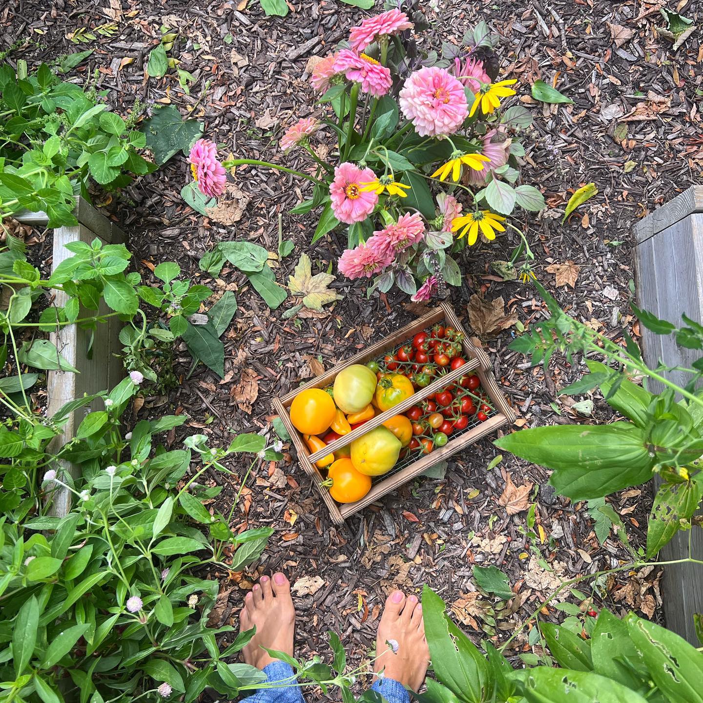 Keepin’ the earth below my bare feet. When things get heavy, I go wander the garden and marvel at how it constantly reminds me of everything I need to know. Here’s a few garden lessons I’m keeping in mind this week:
•Everything has a cycle; nothing hard lasts forever.
•There are so many wonders around us to revel in if we choose to see them.
•You can’t control everything. Let it go.
•We need companions to support healthy growth.
Garden therapy is real. Who’s with me?
