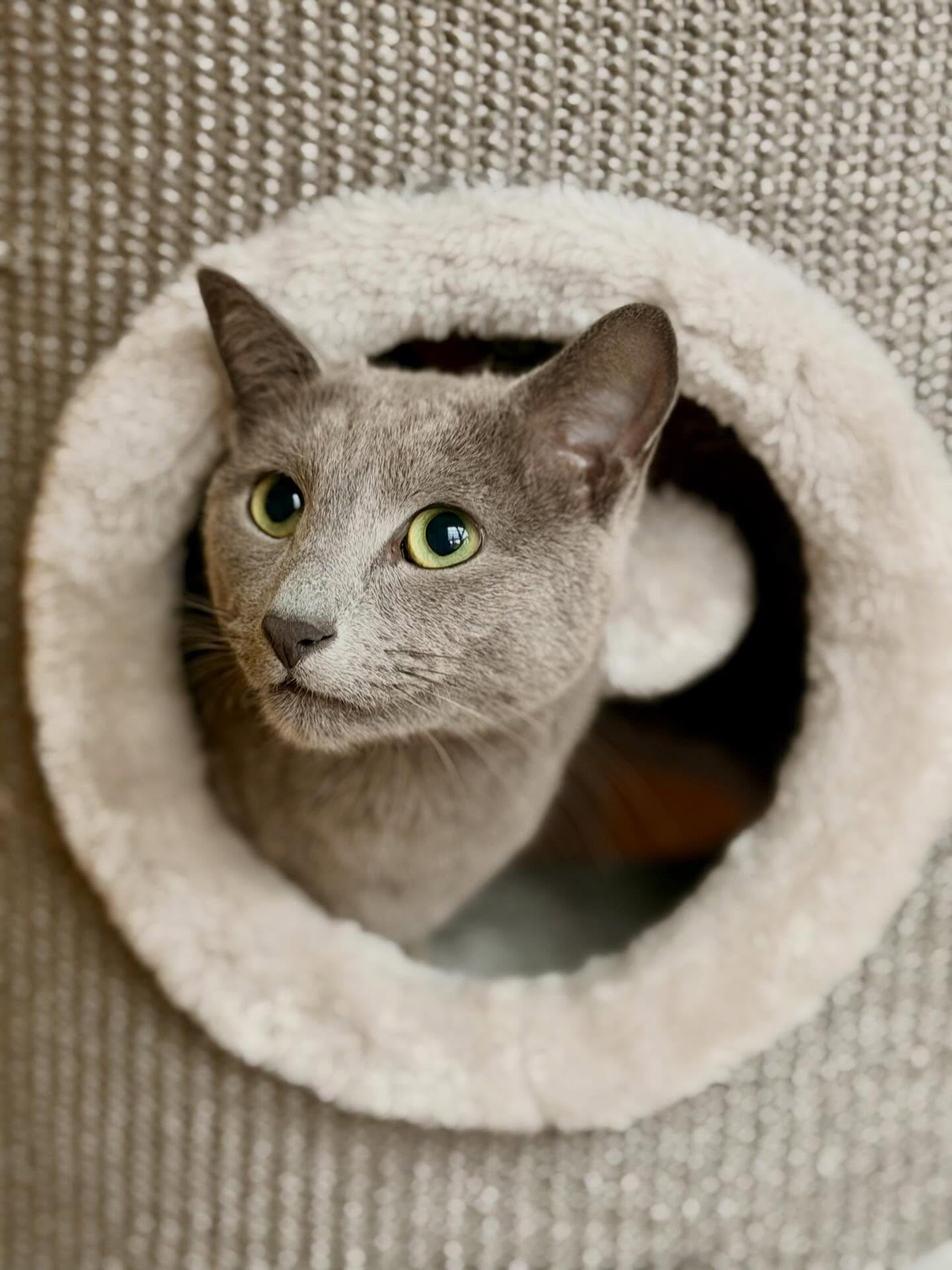 ♥️🐾♥️
.
.
.
.
#love
#katzenpension
#fellliebe
#schönheit
#holiday