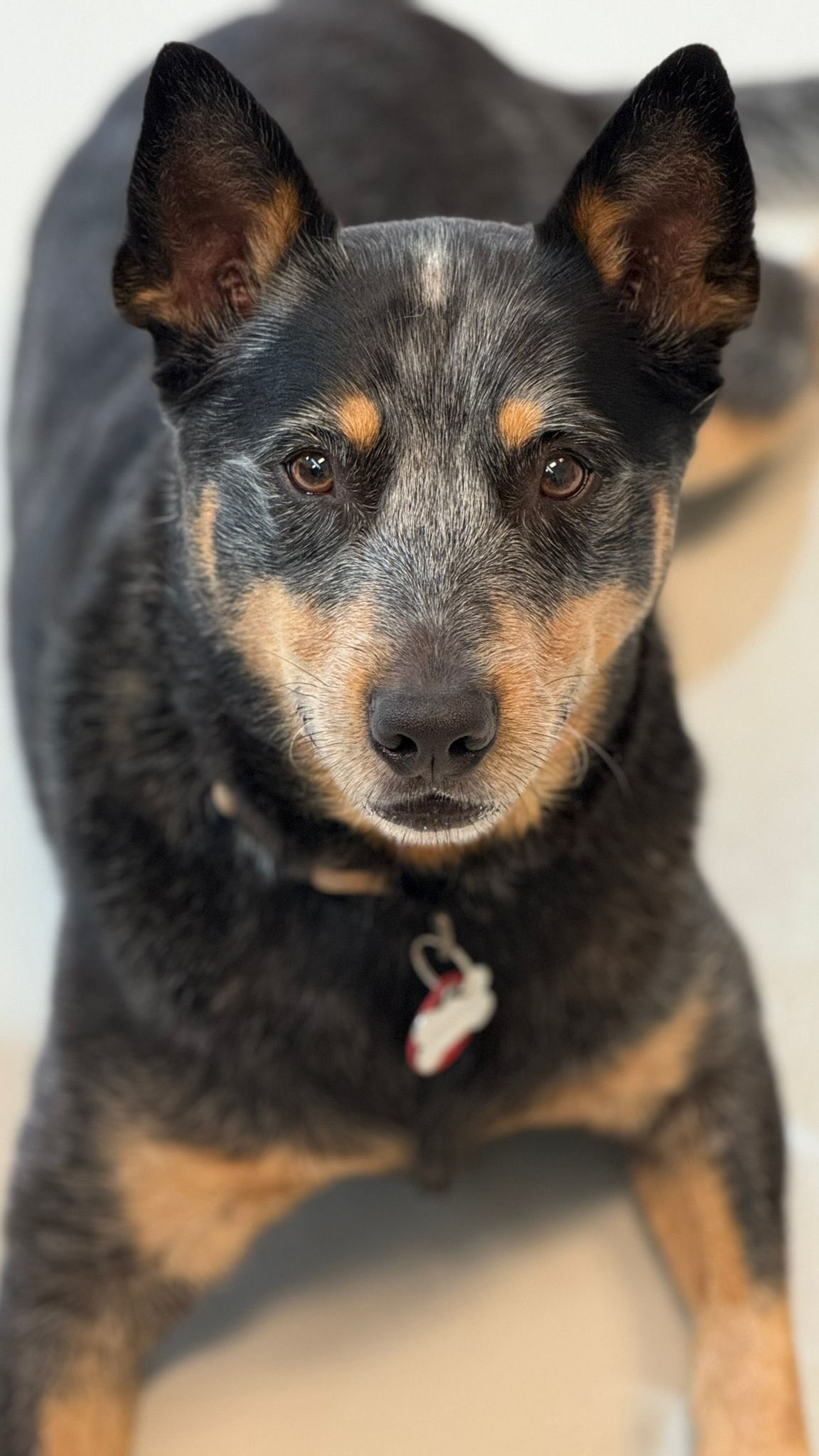 Not every tired dog is actually calm.
Meet Heineken, our Blue Heeler. High-drive, smart, and full of energy. Dogs like him need the right balance of stimulation and rest.
Sometimes, too much stimulation pushes him past his threshold. His nervous system stays switched on, adrenaline stays high, cortisol doesn’t drop properly, and he struggles to switch off.
This isn’t bad behaviour, it’s over-arousal.
When we see this, we guide him into a quieter space to reset. With slow feeders, enrichment toys, and low stimulation, we help bring his energy down and let his system settle.
It’s not about stopping the fun, it’s about helping him find balance.
.
.
.
.
.
.
#dogenrichment #dogdaycarelife #wooflandnz #bluehealer #dogenergy #dogsofauckland #dogsofnz