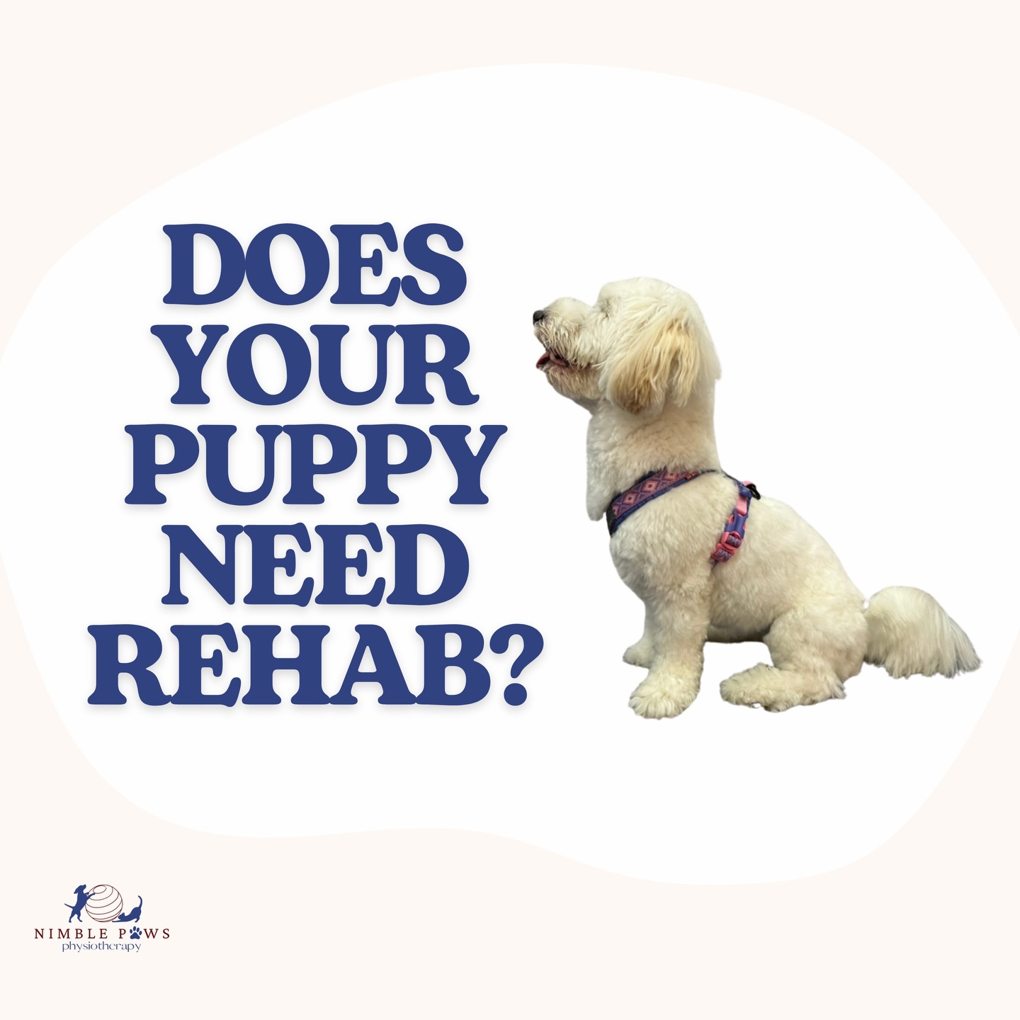 Does your puppy need rehab?
It depends.
Some puppies move well, sit squarely, and show good stability. These pups often just need time, normal activity, and occasional monitoring.
Some show small changes only when tired. A slight trunk sway, reduced stability, or subtle compensations that come and go. These pups may benefit from simple check-ins to make sure things stay on track.
And some show clearer signs early on. Changes in posture even at rest, difficulty controlling their limbs, or consistent compensations. These are the ones who benefit from early rehab, before patterns become harder to change.
The key is not guessing.
It is understanding how your puppy moves.
A clear assessment gives you a starting point. It tells you what is normal, what to watch for, and what your puppy actually needs.
No action. Regular check-ins. Or active rehab.
Each puppy is different.
Not all puppies need rehab.
But most will benefit from a clear baseline of how they move.
If you are unsure where your puppy stands, it is worth taking a closer look.
DM us to find out more