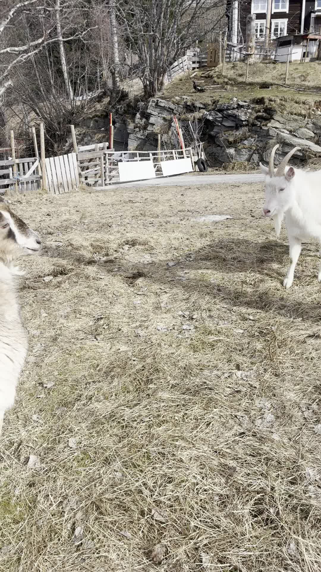 Vårlek