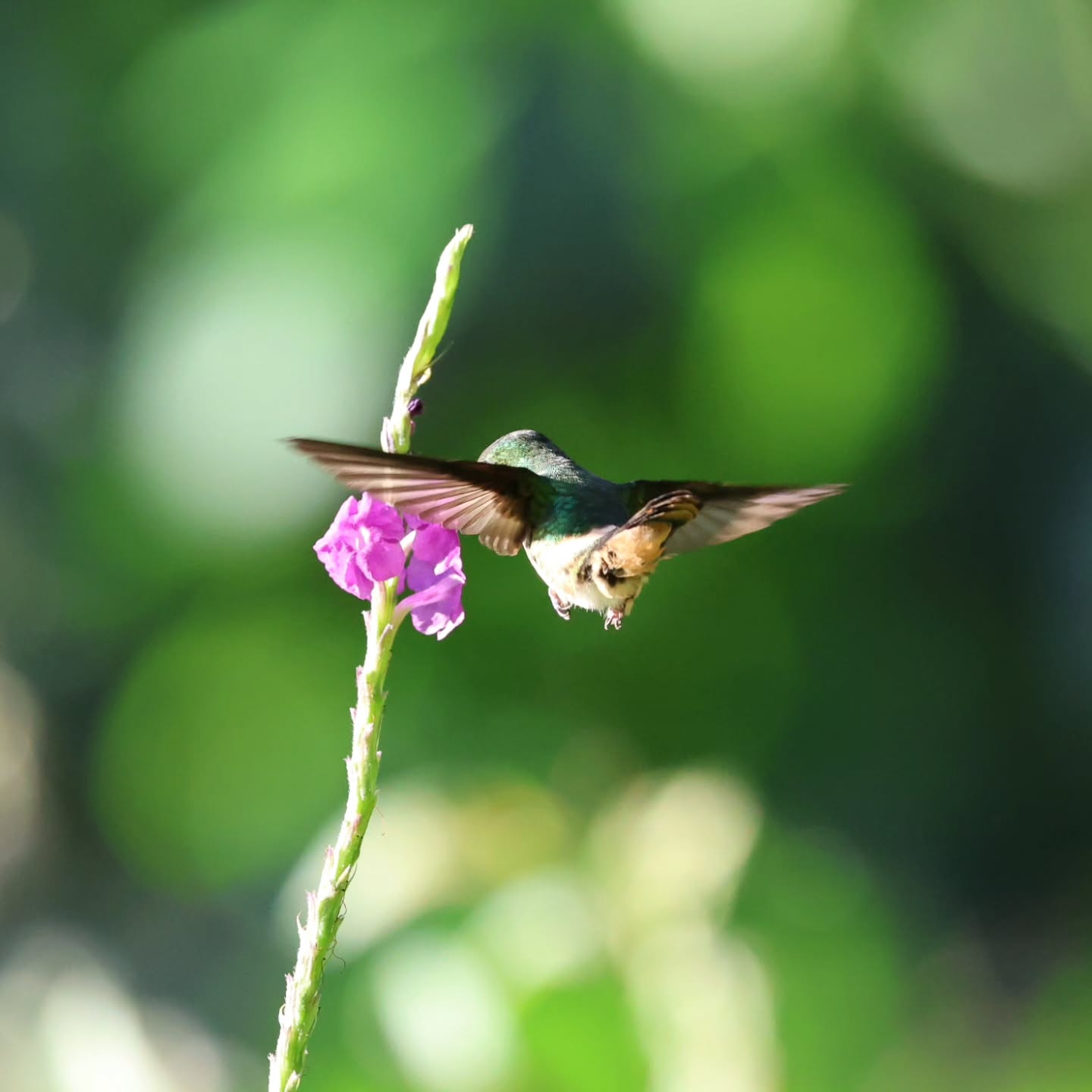 Black-crested Coquette (Lophornis helenae)
• One of the smallest hummingbirds in Costa Rica, but definitely one of the most eye-catching!
• The males are truly unique, with a spiky black crest and beautiful white spots on their green plumage—like a tiny flying jewel. 💚✨
• They are incredibly fast and active, feeding on nectar while also catching tiny insects for protein.
• You’ll usually find them in forest edges, gardens, and flowering areas, especially in the Pacific lowlands.
• Despite their beauty, they can be hard to spot because of their size and quick movements—so spotting one is always a special moment!
Nature never stops surprising me…
#BlackCrestedCoquette #LophornisHelenae #CostaRicaWildlife #Birdwatching #FreddyExperiences PuraVida