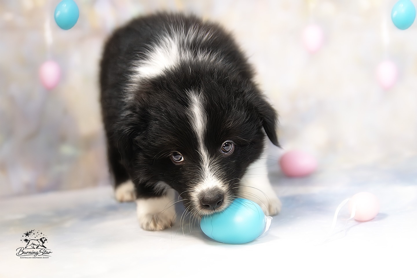 🐣🐣 Wir wünschen euch ein wunderschönes Osterfest 🐣🐣
Unsere Eiersuche in den Stories lassen wir dieses Jahr einmal aus, ich denke nächstes Jahr machen wir es wieder 🙂
#froheostern #aussiewelpe #aussiezucht #welpenliebe #aussieliebe