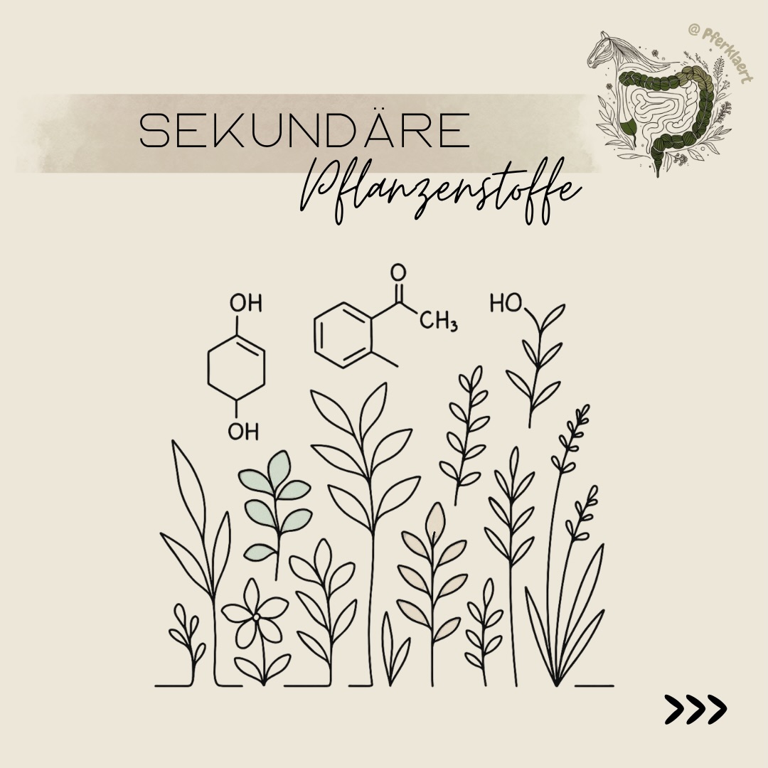 Sekundäre Pflanzenstoffe – oft hört man, dass sie „gesund“ sind. Aber was steckt eigentlich dahinter?
Weil das Thema relativ komplex ist, hier ein erster Überblick - wenn du Fragen hast oder dich bestimmte sekundäre Pflanzenstoffe interessieren, schreib es in die Kommentare 💬⬇️
👉 Sekundäre Pflanzenstoffe sind bioaktive Verbindungen, die Pflanzen bilden, nicht für Wachstum oder Energie, sondern z. B. zum Schutz vor Fressfeinden und Umwelteinflüssen oder zur Kommunikation.
Dazu gehören zum Beispiel: Polyphenole, Flavonoide, Saponine, Tannine oder ätherische Öle.
🌱 Warum sind sie für Pferde interessant?
Auch wenn sie keine klassischen Nährstoffe sind, können sie im Körper wirken, z. B.: antioxidativ, entzündungsmodulierend antimikrobiell, verdauungsunterstützend, …
👉 Aber wichtig: Das sind keine pauschalen Wirkversprechen, sondern mögliche Effekte, die stark von Menge, Kombination und Kontext abhängen.
🐴 Wo kommen sie natürlicherweise vor?
In der Natur nehmen Pferde sekundäre Pflanzenstoffe ganz selbstverständlich auf:
👉🏻Kräuter
👉🏻Sträucher (z. B. Blätter, Rinden)
👉🏻unterschiedliche Gräser
👉🏻Samen & Blüten
👉🏻usw.
In der heutigen Fütterung ist diese Vielfalt leider durch getrocknete und industriell verarbeitete Futtermittel oder einseitige Fütterung oft reduziert.
💬 Fütterst du gezielt Kräuter oder pflanzliche Zusätze?