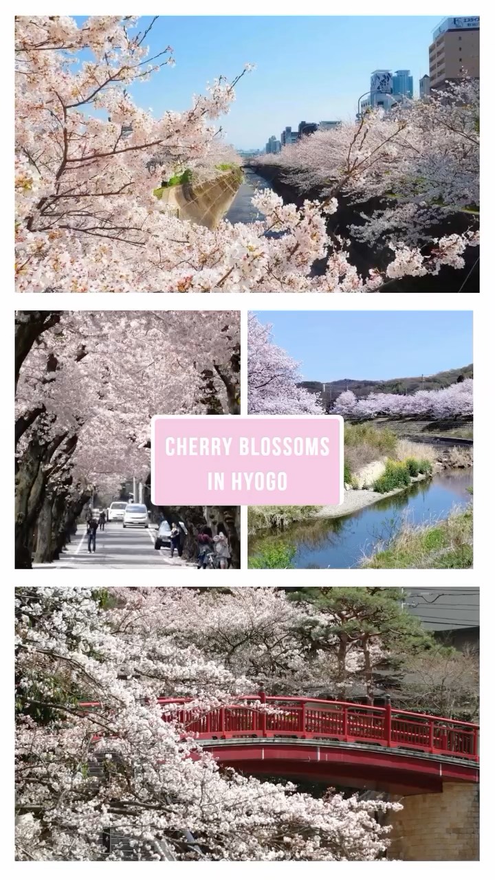 🤗🌸🥳The season of sakura has arrived in Japan 🌸🐝🌸
🍡Don’t miss the chance to visit these stunning spots 🚀 and immerse yourself in the timeless beauty of traditional Japanese spring💖💚
(😜Yes, there are many more incredible places in Hyogo, but these are a must-see!) ✨
1. Kobe city
🌸Kobe Kitano Tenman Shrine
📍3 Chome-12-1 Kitanocho, Chuo Ward, Kobe, Hyogo
🌐https://www.kobe-kitano.net/
@kitanotenmashrine.official
🌸Meriken Park
📍2 Hatobacho, Chuo Ward, , Hyogo
2. Himeji city
🌸Himeji Castle
📍68 Honmachi, Himeji, Hyogo
🌐https://www.city.himeji.lg.jp/castle/index.html
@himejicastle_operations_office
🌸Koko-en
📍68 Honmachi, Himej, Hyogo
🌐https://www.himeji-machishin.jp/ryokka/kokoen/en/index.php
@kokoen_offical
3. Tatsuno city
🌸Tatsuno Castle
📍128-1 Tatsunocho Kamikajo, Tatsuno, Hyogo
🌐https://www.city.tatsuno.lg.jp/soshiki/1026/gyomu/2/1/2831.html
@tatsuno_tourism
4. Ono city
🌸Ono Sakura Zutsumi Corridor
📍Suminagacho, Ono, Hyogo
🌐https://www.himeji-machishin.jp/ryokka/kokoen/en/index.php
@visit_ono