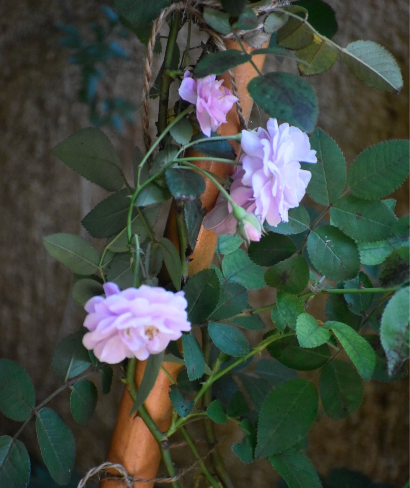 Delighted to see my climbing roses come through in just two months 🌧️
It’s that time to start training them upward, and I’ve been showing my staff how to care for and guide these more delicate plants. Horticulture and agriculture may differ in practice, but in principle, both ask for a gentle, attentive approach. There’s something really special in learning how to support growth rather than force it.
Our garden continues to be a testing ground for different horticulture and urban design ideas, and I love experimenting with new varieties as we go 🪻🌾🐝