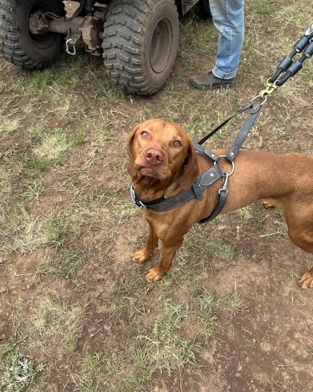 Missing Ezzie something fierce while he's out at Summer Camp with @allpointsbirddogs. Do great things buddy! See you next month 🧡
.
.
#vizslasofinstagram #vizslalife #vizslagram #huntingvizsla #fieldtrialdog #ilovemyvizsla #birddogtraining