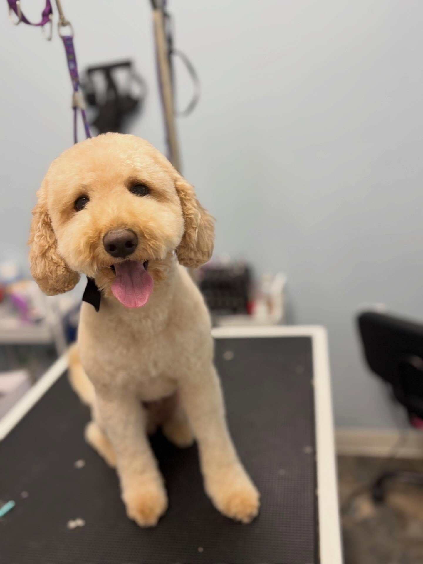 Charm 🤪
#doglover #doodle #teddybear #silly #dogsofinstagram