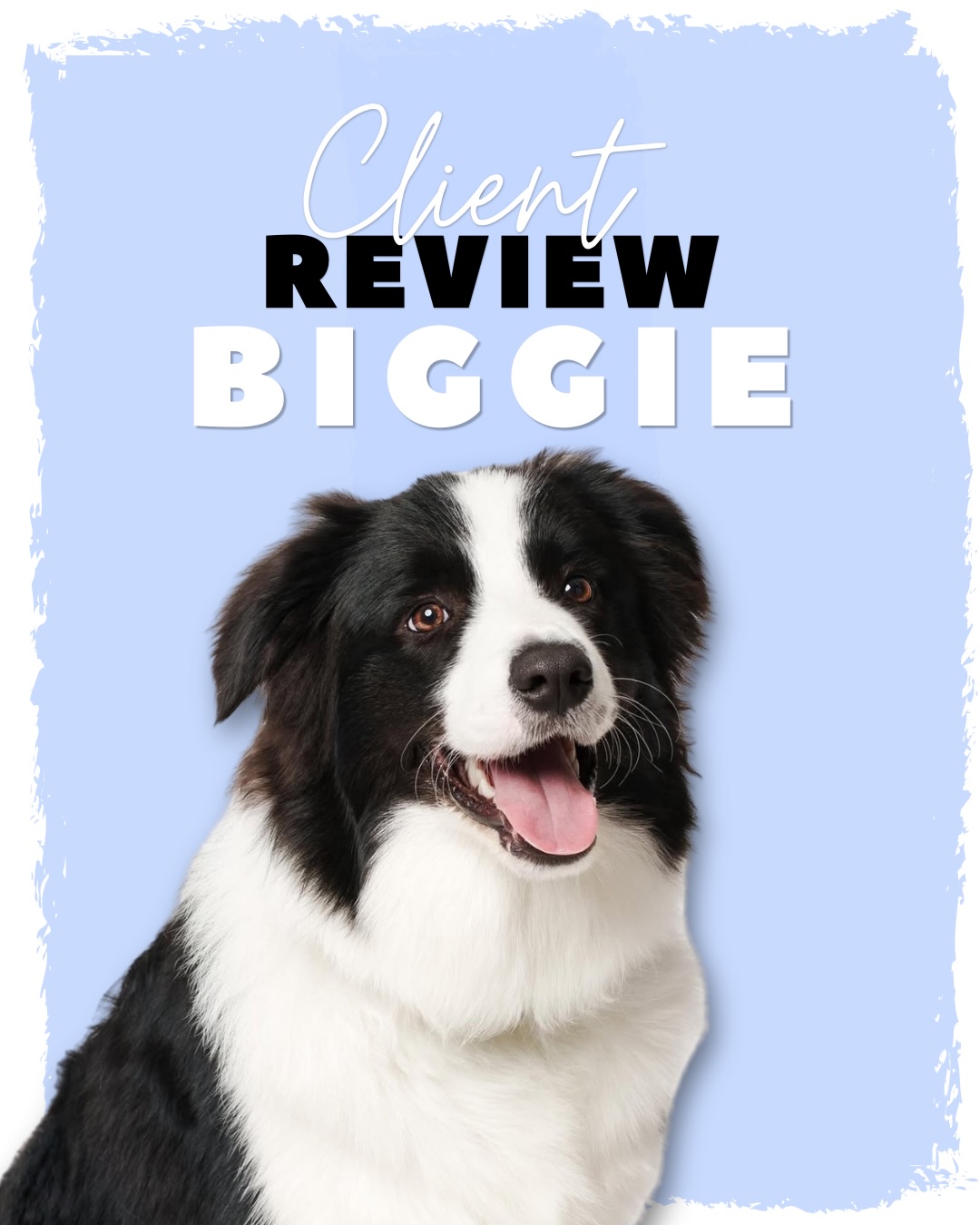 Client Review 🖤🤍 Biggie the Border Collie, he’s coming to board again with us soon and I’m very excited ❤️🔥😆
#clientreview