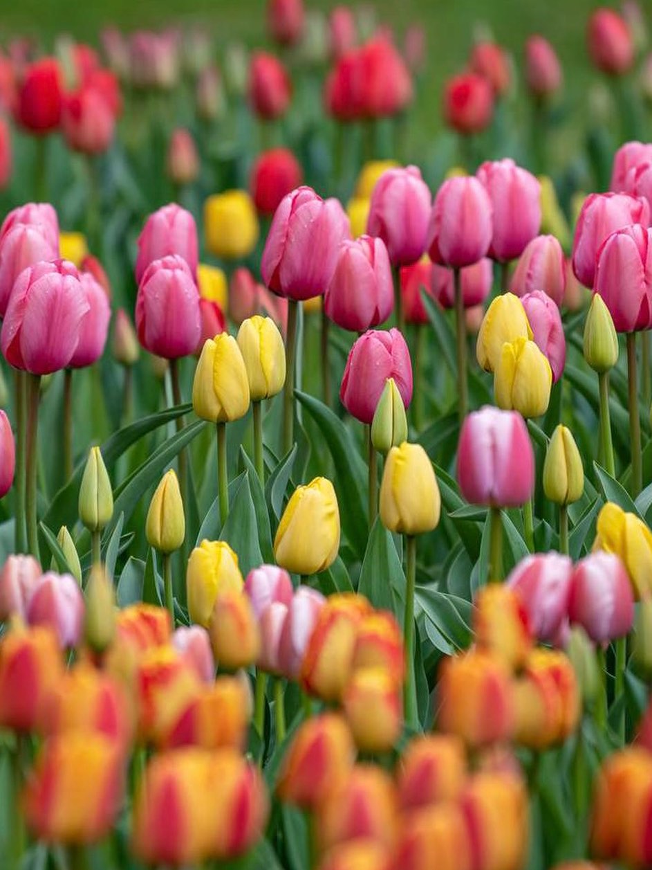 In many religions, this season carries a similar message: even after hardship, loss, sacrifice, or uncertainty…we can choose a different way forward. A way that honors life.
A way that chooses compassion over fear. A way that allows light to return. May this season remind us that renewal is always possible — within ourselves and in the world around us.
#Easter #renewal #resurrection #newhope #newlight