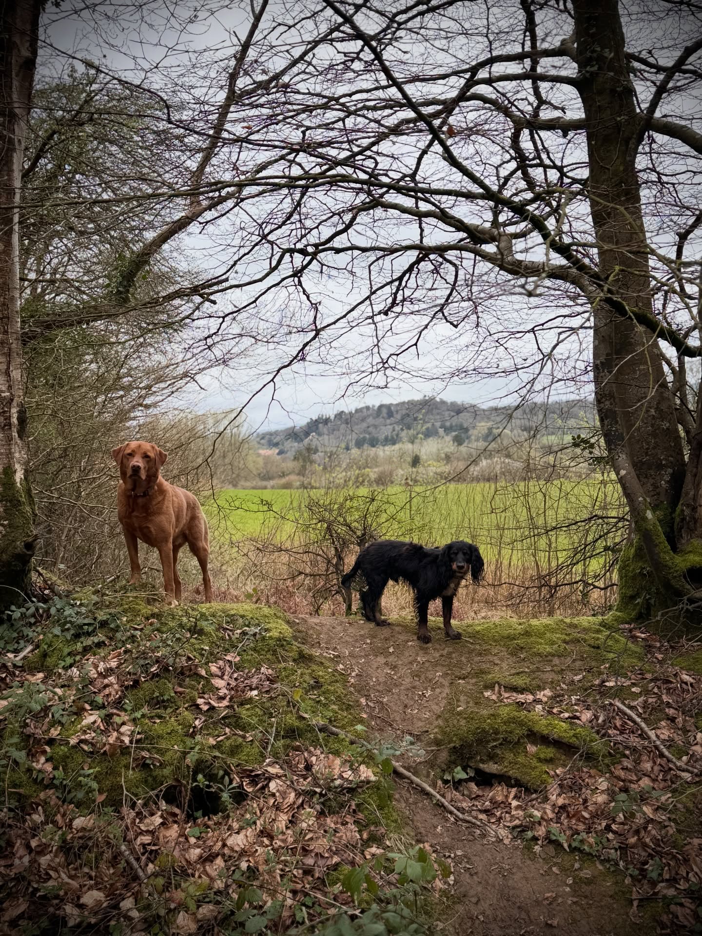 Nice chilled Friday with just Murph and Monty. Had such a great walk around Ashclyst Forest 🌳