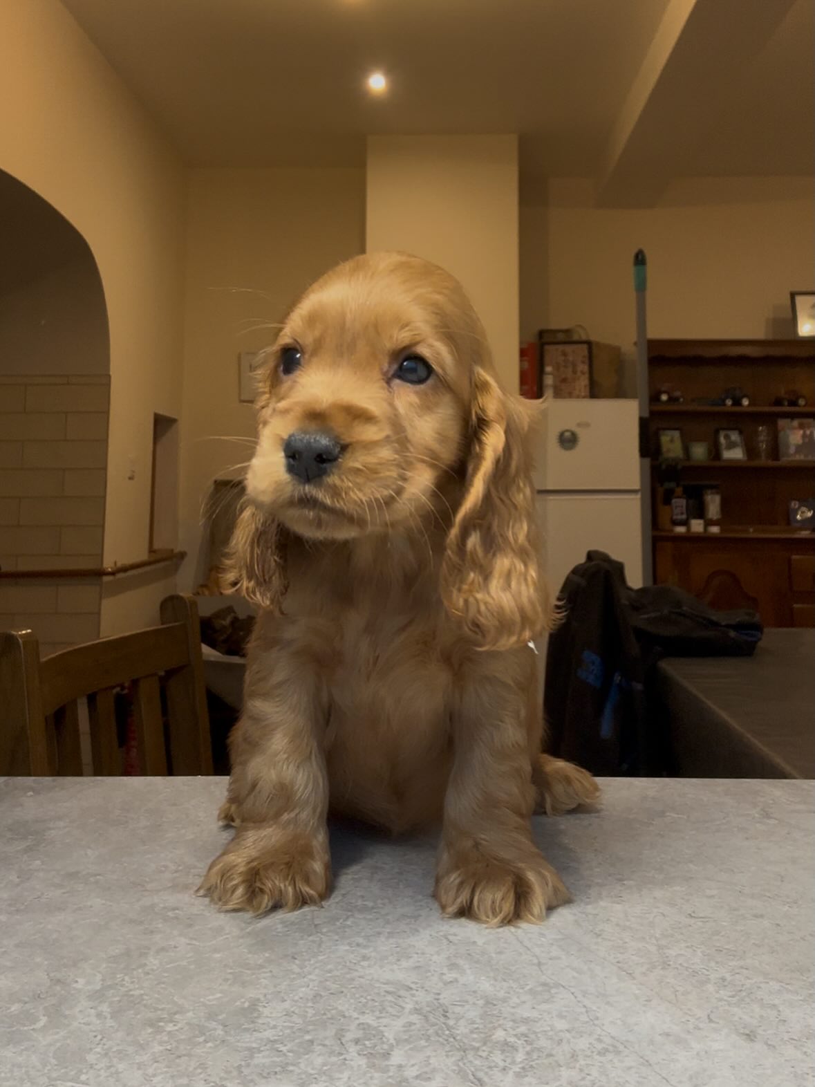 ✨ Capalique Theodora Ravella ✨ is an 8 week old girl (not available)