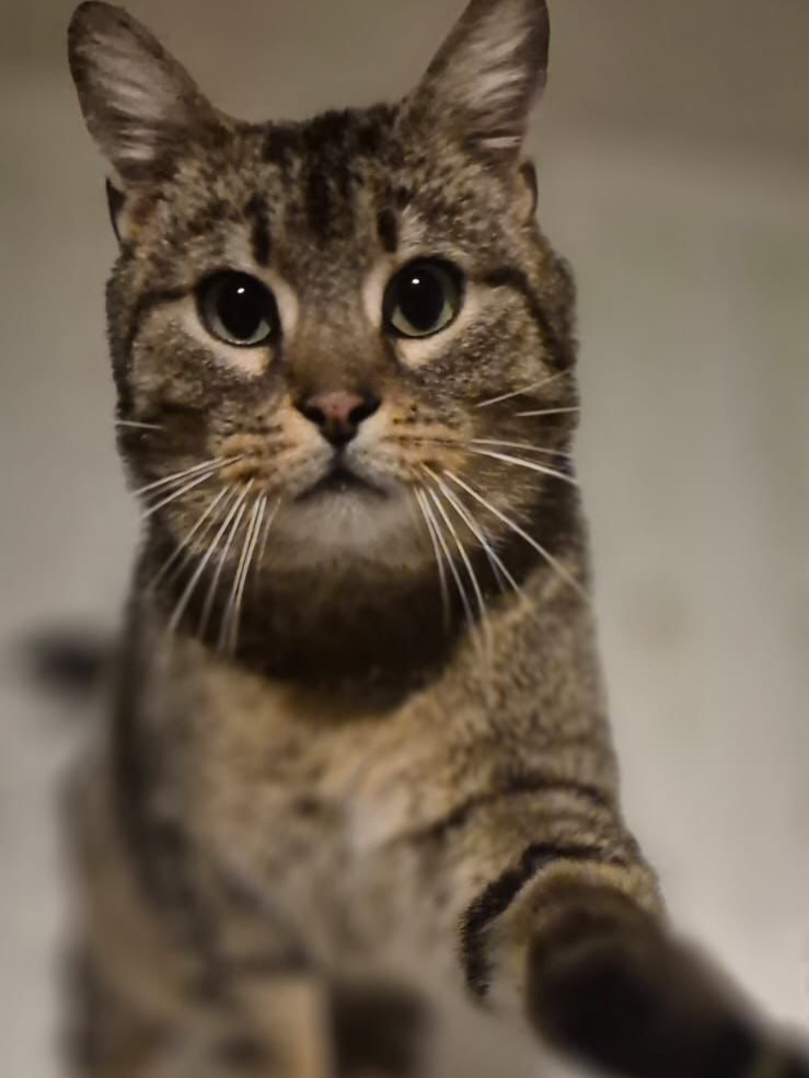 Sanfter Albuś sucht sein großes Glück!
Dieser wunderschöne, ca. 3-jährige Kater kam direkt von der Straße zu uns, doch sein Herz gehört eindeutig in ein Zuhause. Alles an Albuś zeigt uns, dass er Menschen über alles liebt – er ist ein absolut sanfter, ruhiger und sensibler Begleiter, der am liebsten den ganzen Tag an deiner Seite verbringen würde. Sobald man sich ihm nähert, bettelt er förmlich nach Zuneigung und genießt jede einzelne Streicheleinheit in vollen Zügen. 🐾✨
Mit anderen Katzen lebt er friedlich und neutral zusammen, doch sein Fokus liegt ganz klar auf dem Menschen. Albuś träumt von einem warmen Sofa und Händen, die ihn nie wieder loslassen. Er ist bereits kastriert, gechipt und negativ auf FIV/FeLV getestet. Wenn er dein Herz berührt hat, könnte er schon am 18.04. mit dem nächsten Transport direkt zu dir reisen! 🚐💨
Wer schenkt diesem feinfühligen Schatz die Liebe, die er so sehr verdient?
#adoptacat #adoptdontshop #tierschutz #catrescue