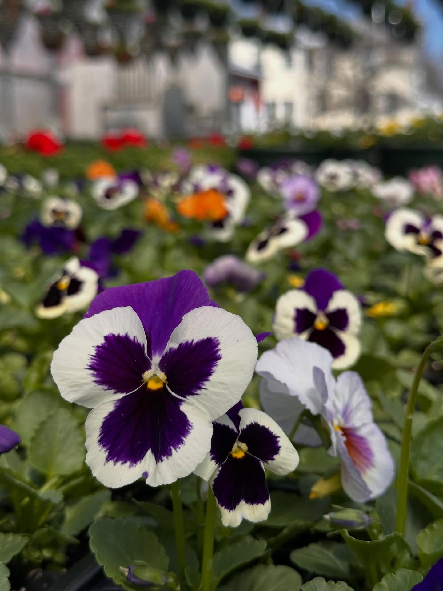 Pansies might be the most underrated flower in the greenhouseβ¦ πΌπ
This is your reminder that theyβre the PERFECT way to add some color and blooms to your gardens and containers before other plants are ready.
Make sure you add them to the top of your list for opening day! π€©π