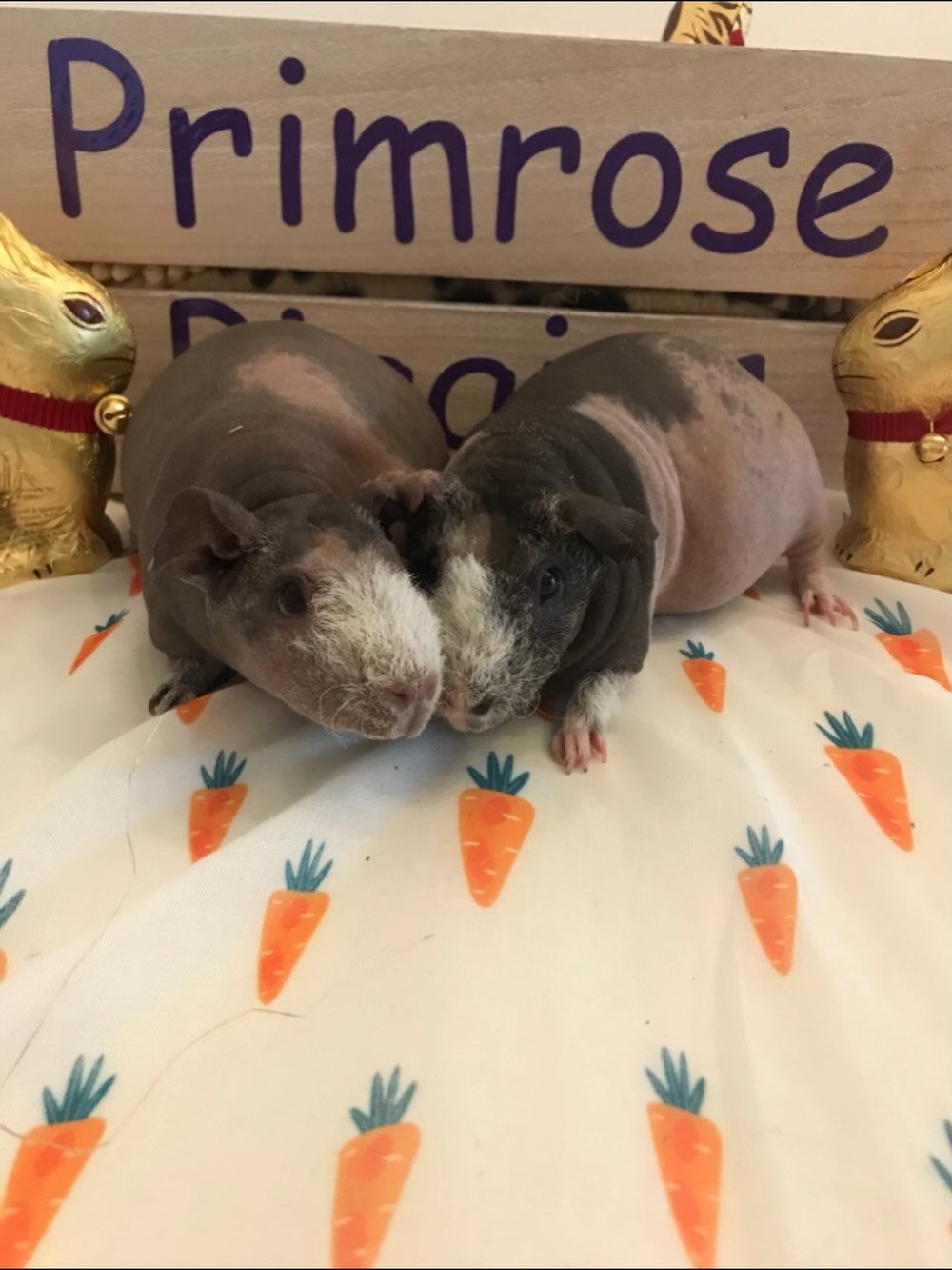 HAPPY EASTER 🐣
We are closed for a week
(we will still respond to emergencies) #easter #guineapigs