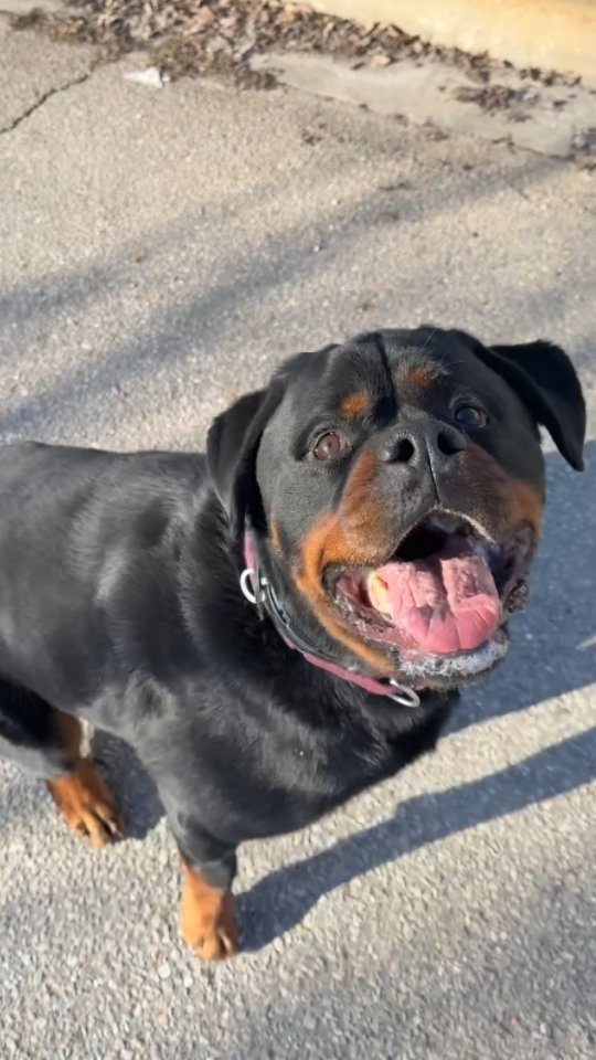Jupiter’s Off-Leash Training 🐾
Jupiter showing strong obedience and control in this session, working through sit stays in position, quick recalls, and maintaining focus around movement and distractions.
We then transitioned into off-leash play in an open field, where we continued reinforcing impulse control. Even with the ball right in front of him, Jupiter is learning to wait, stay composed, and look to the handler before acting.
This balance of structure and play helps build a dog that is not only obedient, but also controlled and reliable in real-world situations.
📩 Message us to improve your dog’s focus, obedience, and overall behavior.
📍 24 Pillar Rock Crescent, Markham, ON L6C 3H4, Canada
📞 (647) 425-4838 / (647) 807-8761
🌐 www.benridgecanineservices.com
#dogtraining #BenridgeCanineServices #DogTrainingMarkham #dogbehavior #offleashtraining