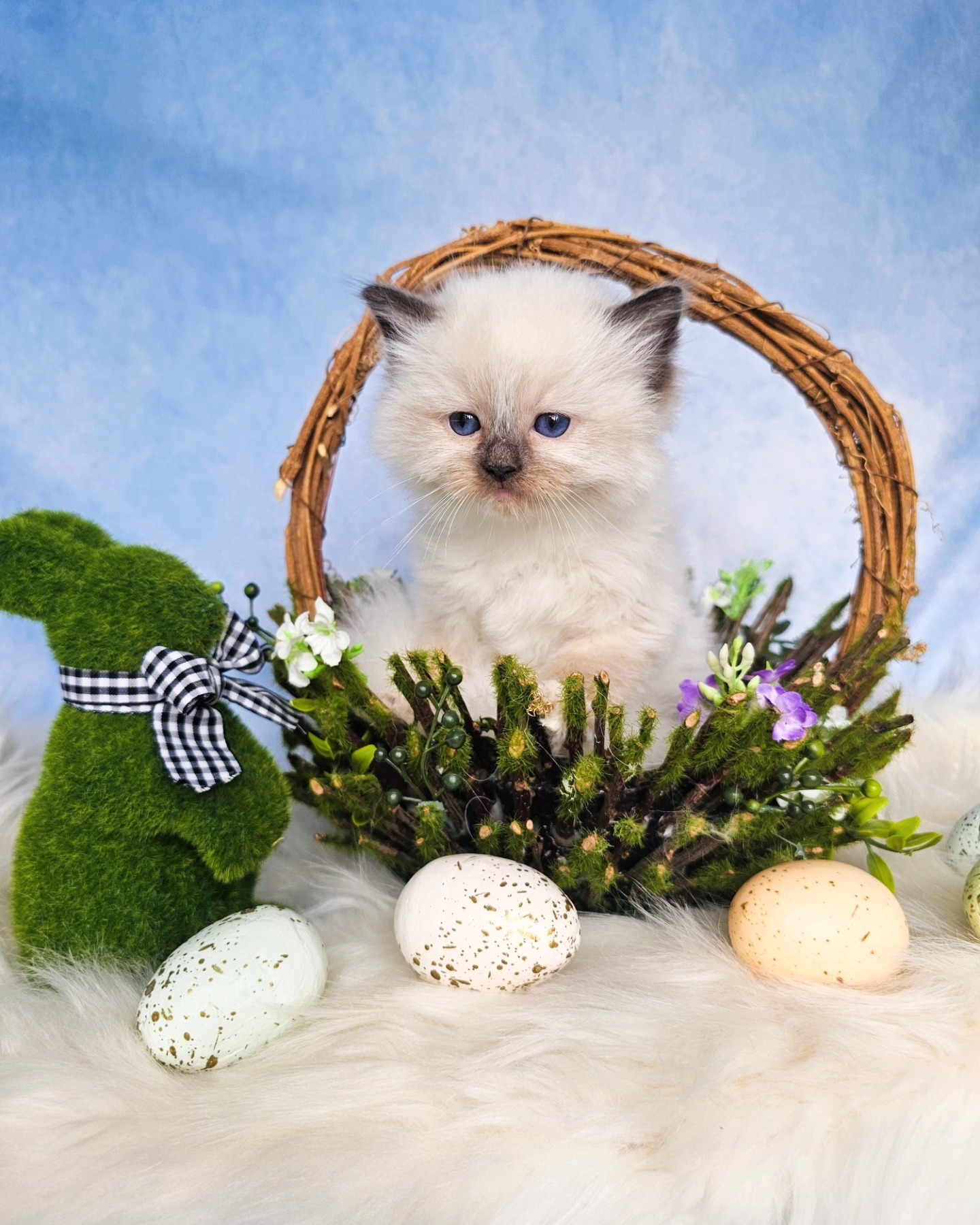 Look at this cutie...my Easter babies
#ragdollsforsale #ragdollsinflorida #ragdollkitten #cutecats
